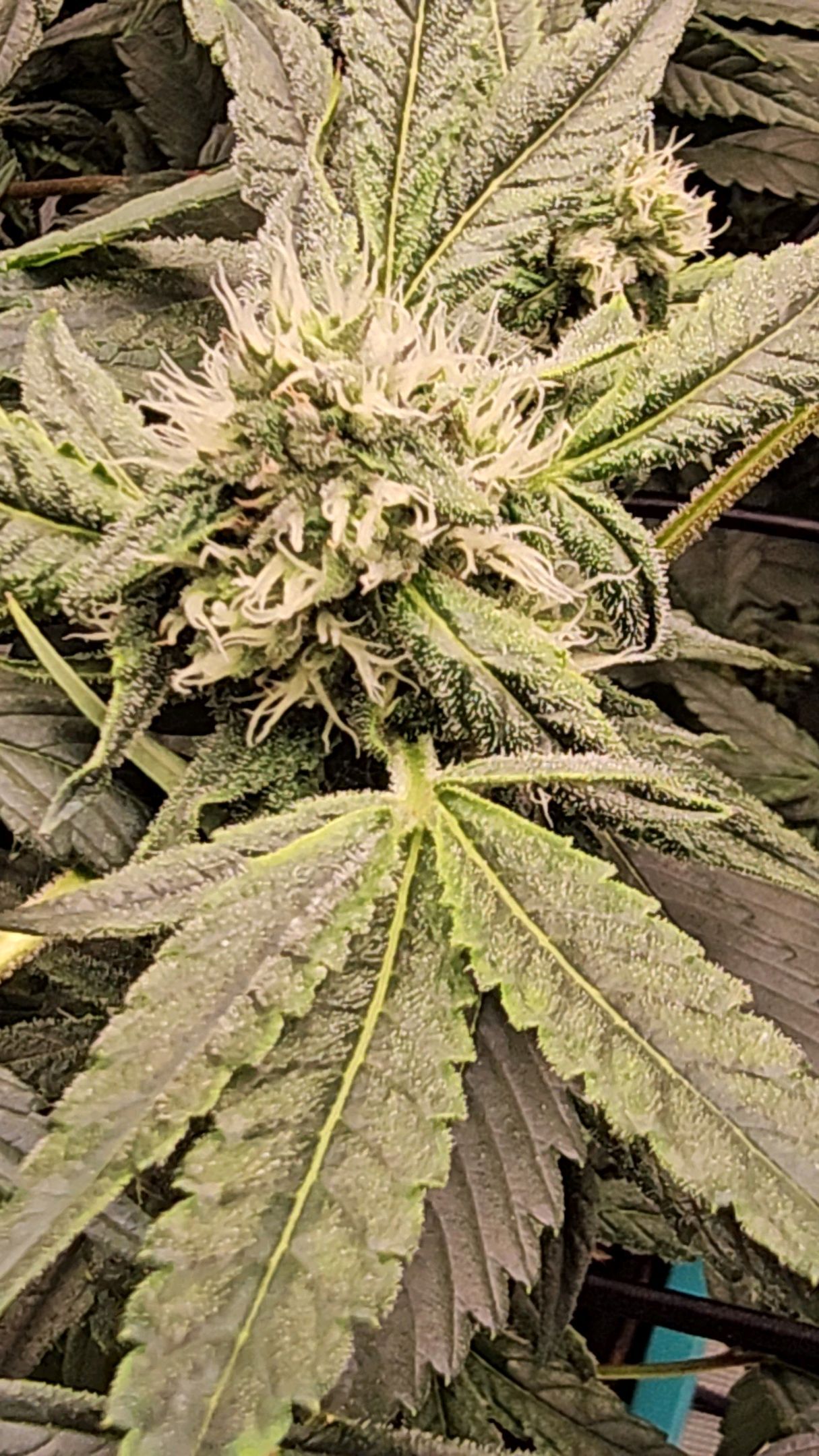 Ricky Bobby #2 (LIT) growlog photo 247