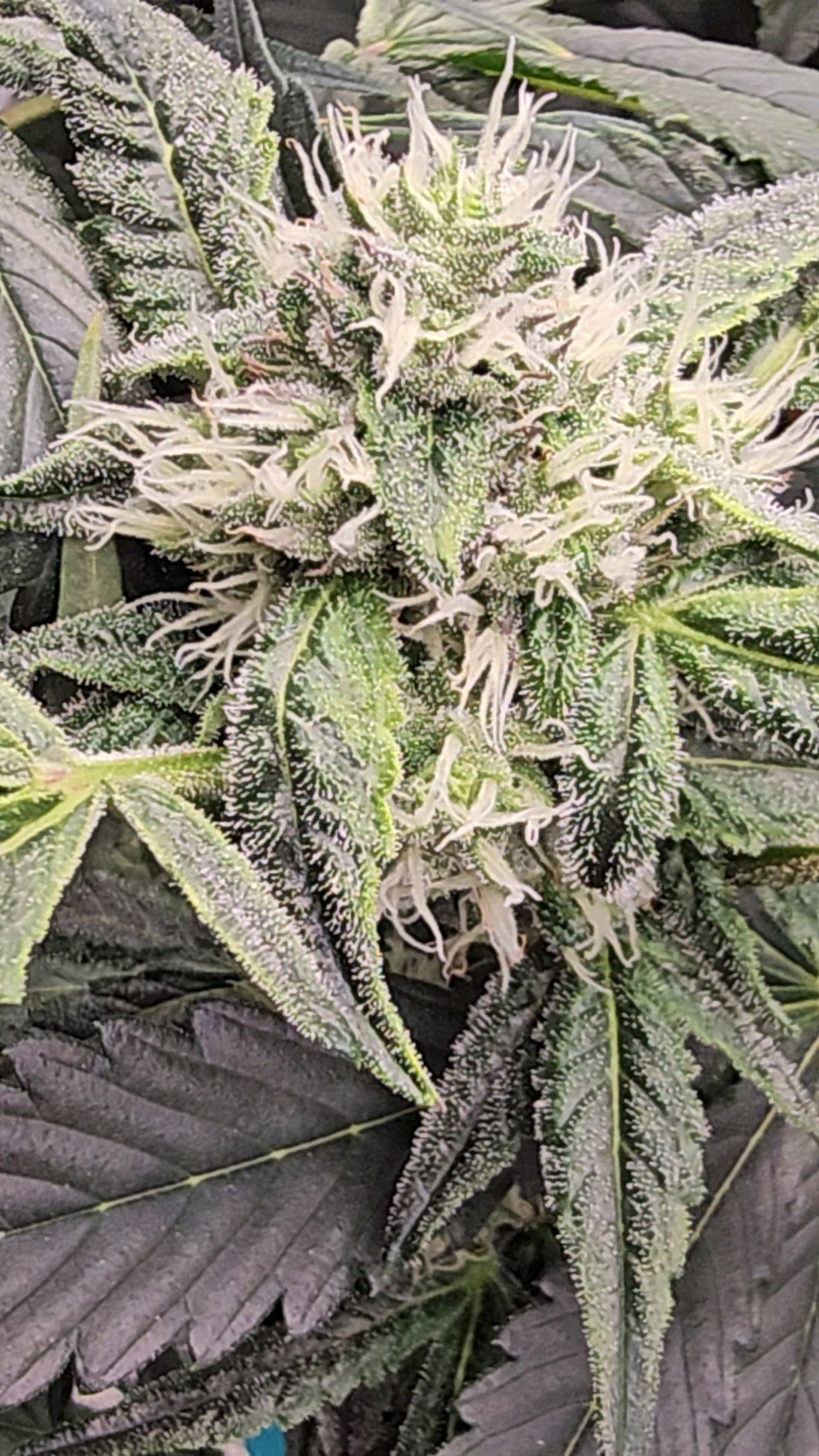 Ricky Bobby #2 (LIT) growlog photo 219