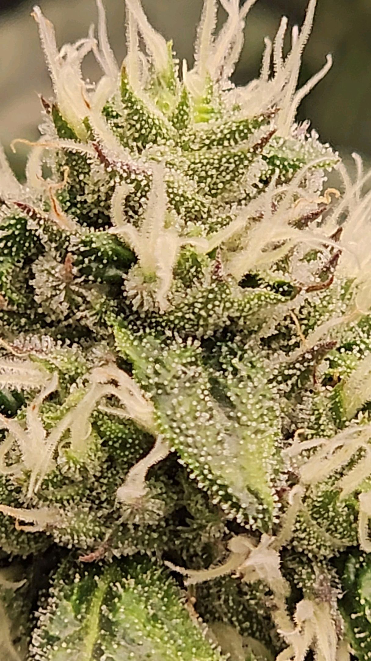 Ricky Bobby #2 (LIT) growlog photo 223