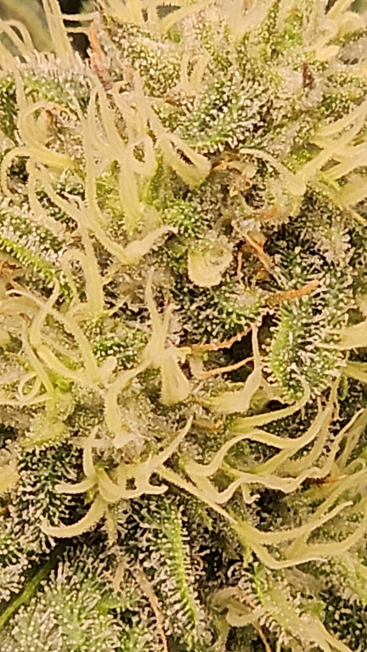 Ricky Bobby #2 (LIT) growlog photo 224