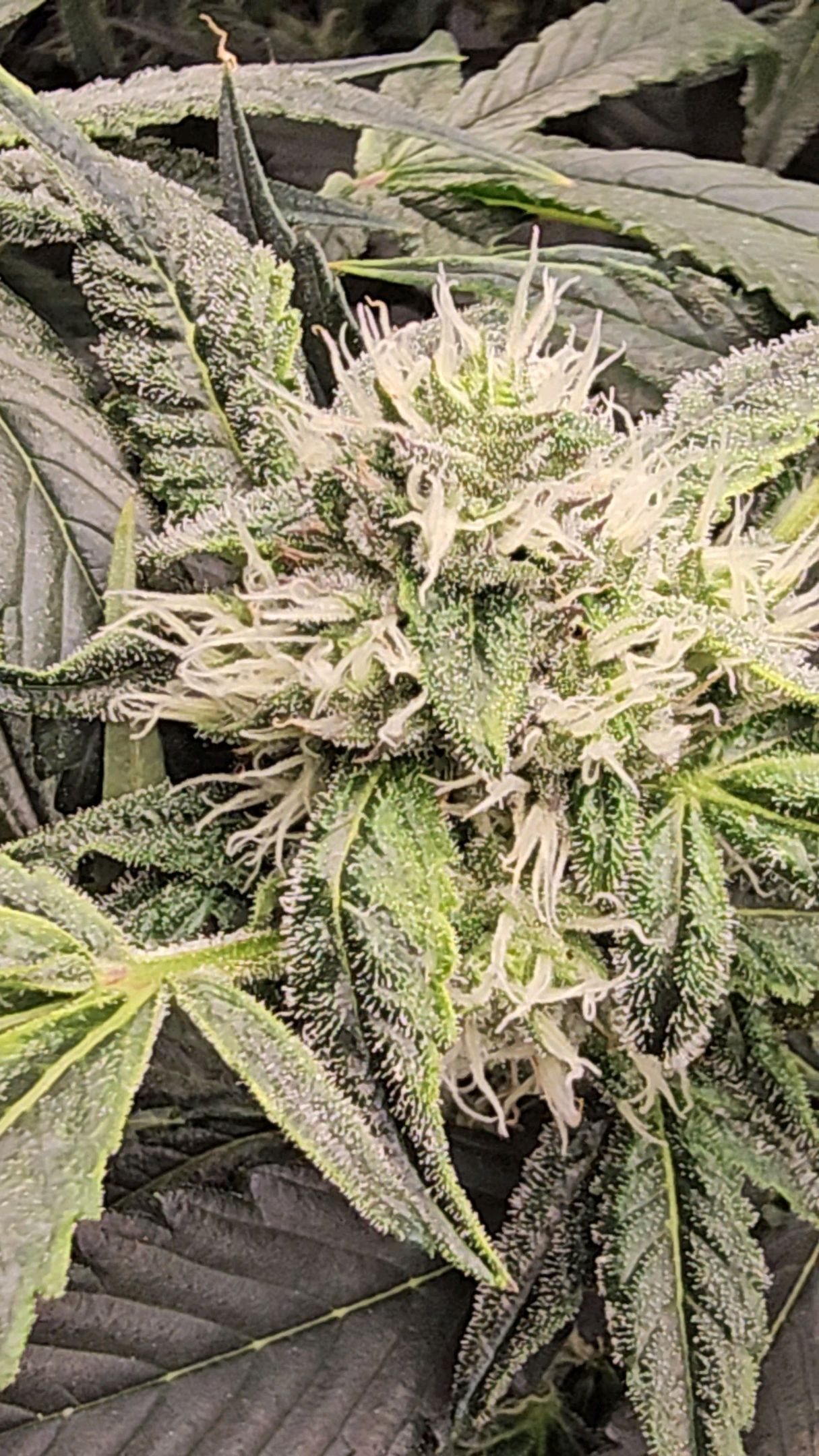 Ricky Bobby #2 (LIT) growlog photo 226