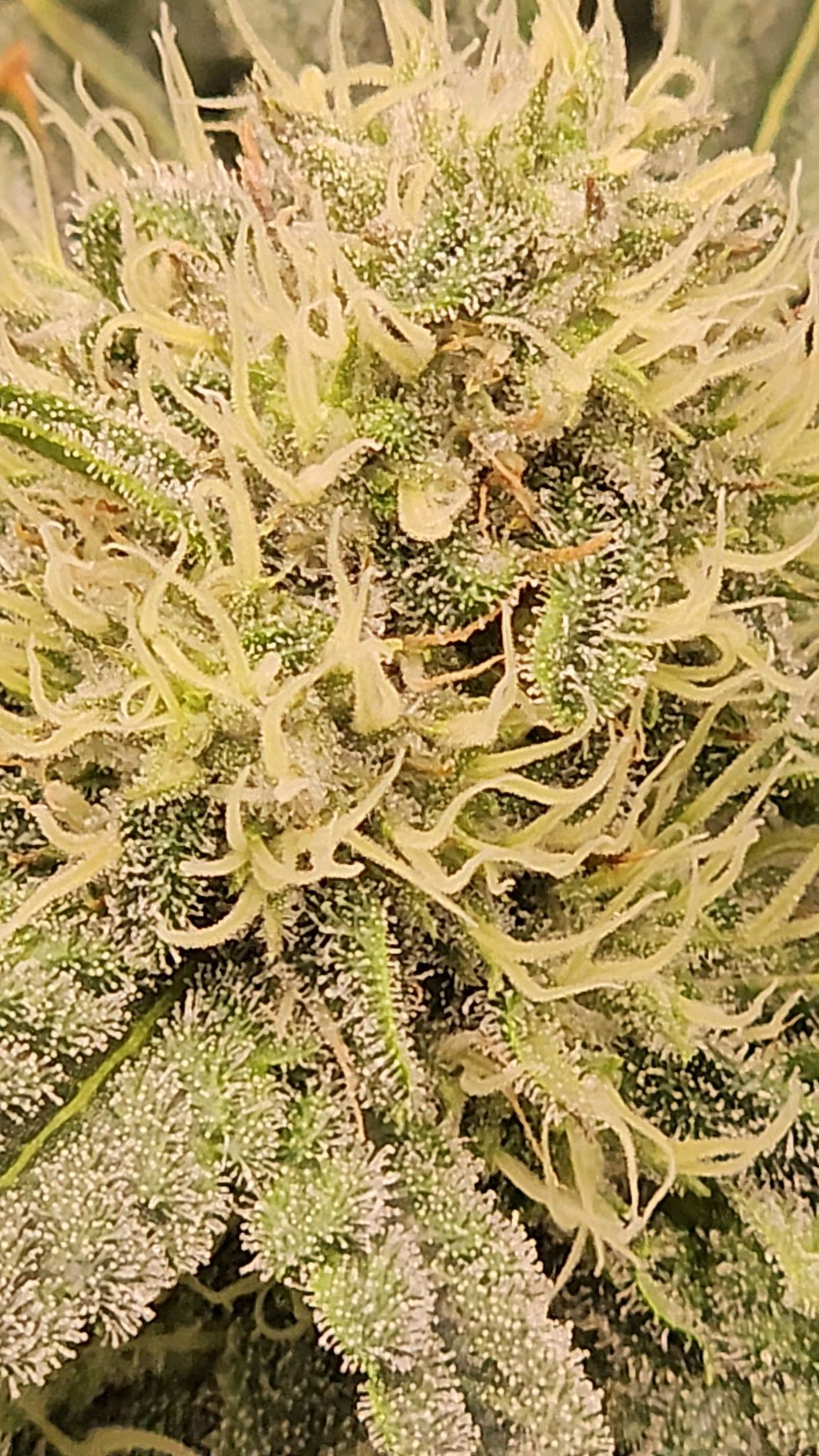 Ricky Bobby #2 (LIT) growlog photo 227