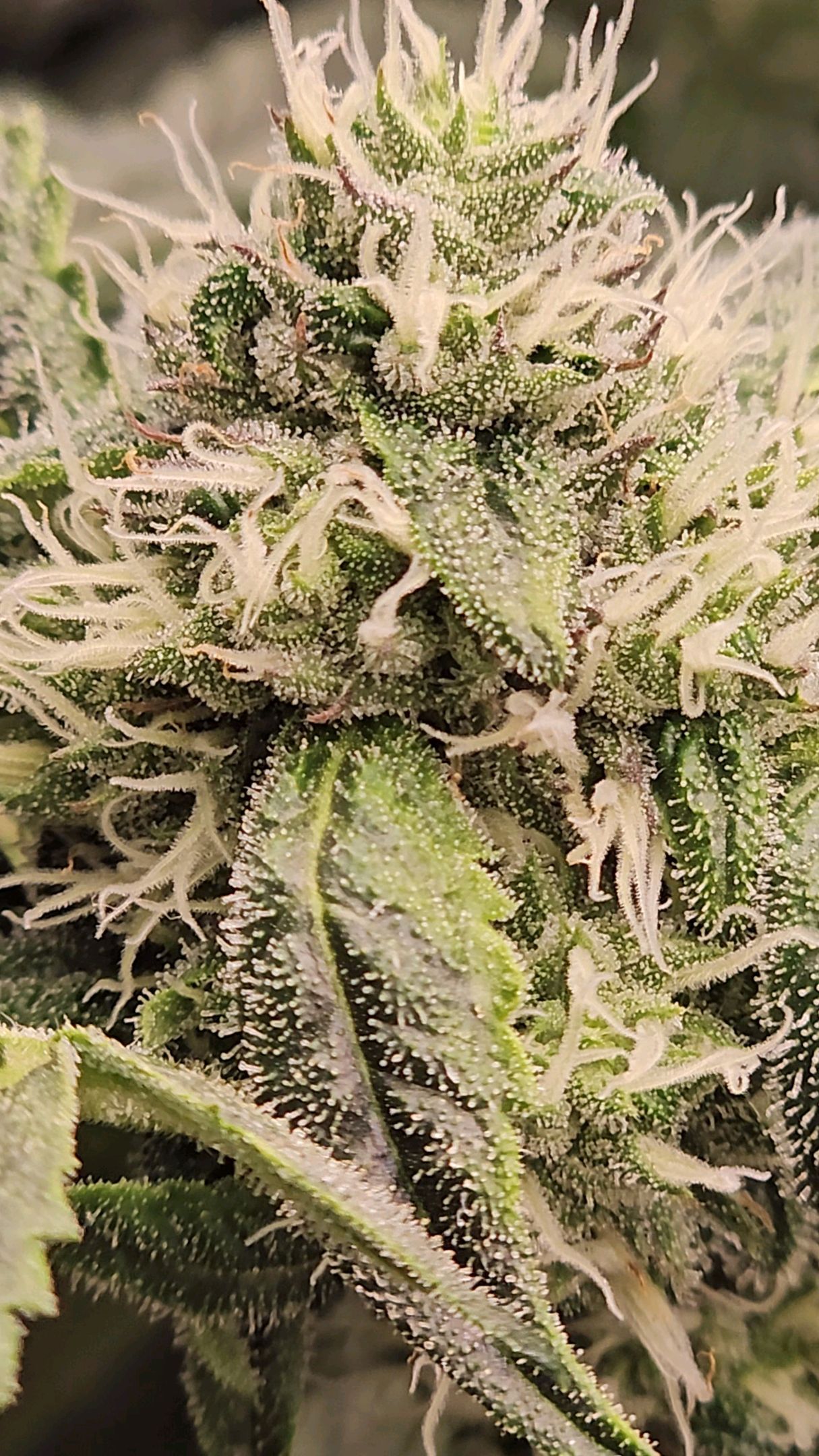 Ricky Bobby #2 (LIT) growlog photo 228