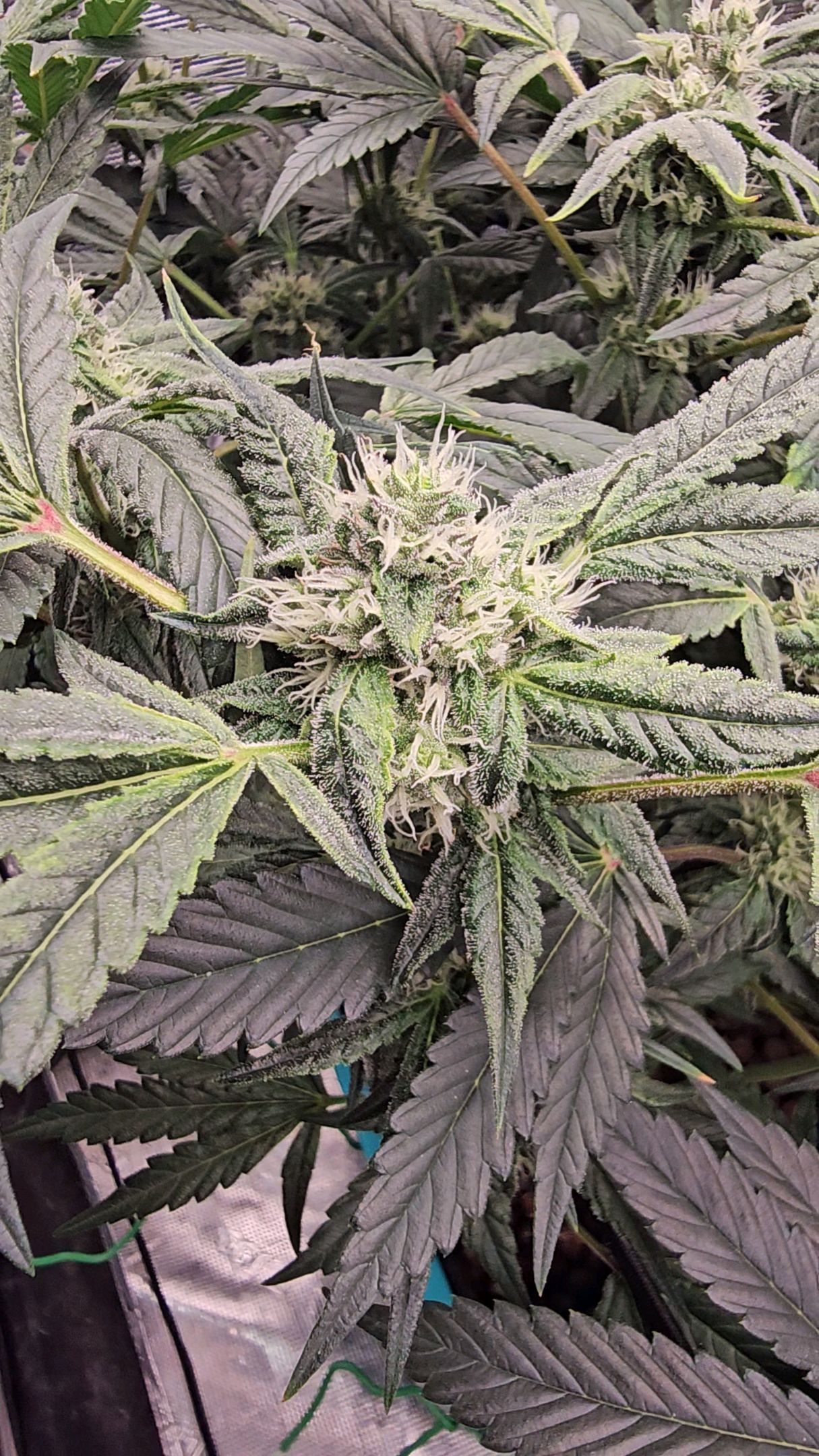 Ricky Bobby #2 (LIT) growlog photo 231