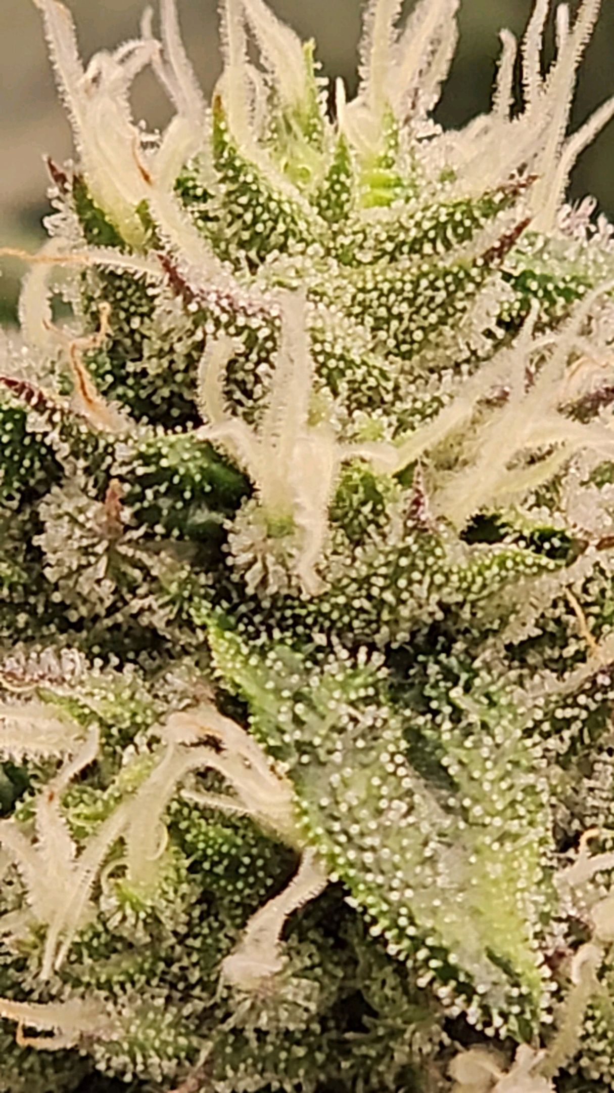 Ricky Bobby #2 (LIT) growlog photo 235