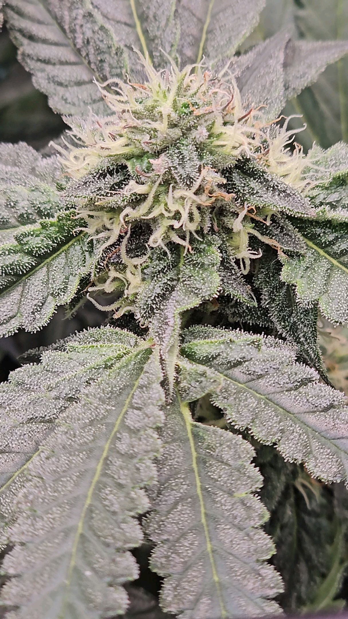 Ricky Bobby #2 (LIT) growlog photo 230