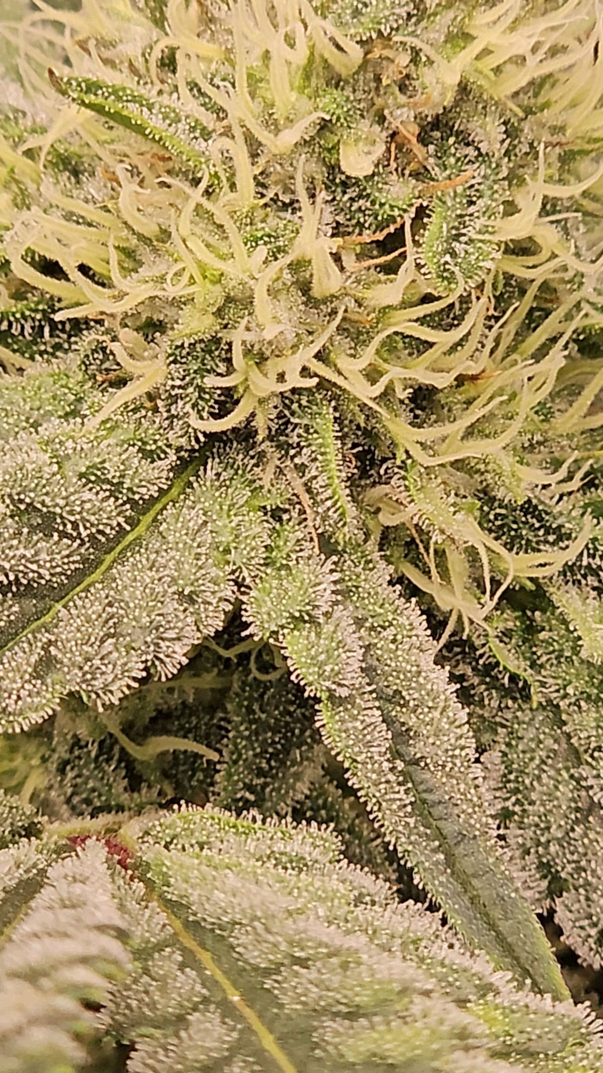 Ricky Bobby #2 (LIT) growlog photo 234