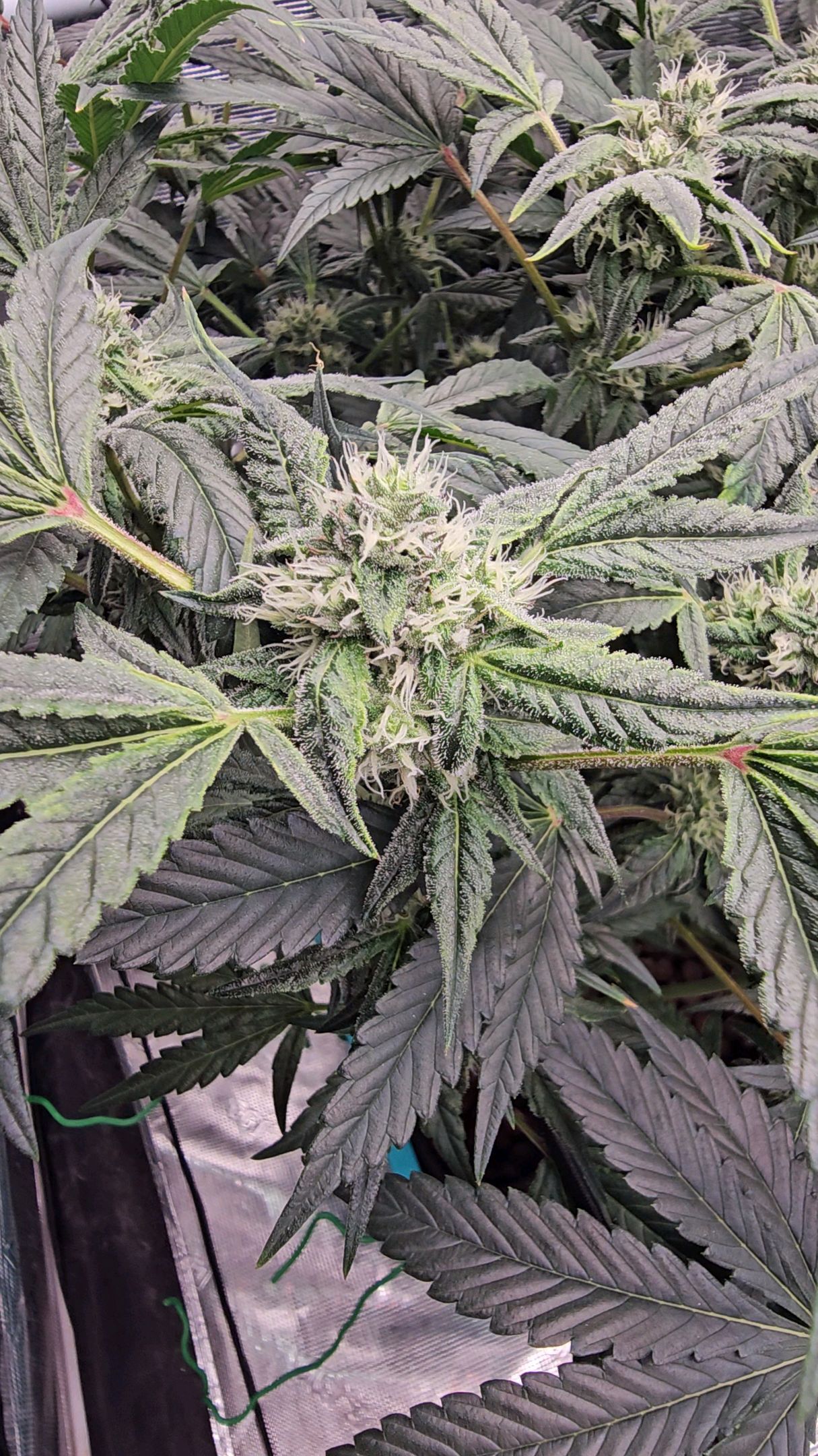 Ricky Bobby #2 (LIT) growlog photo 237