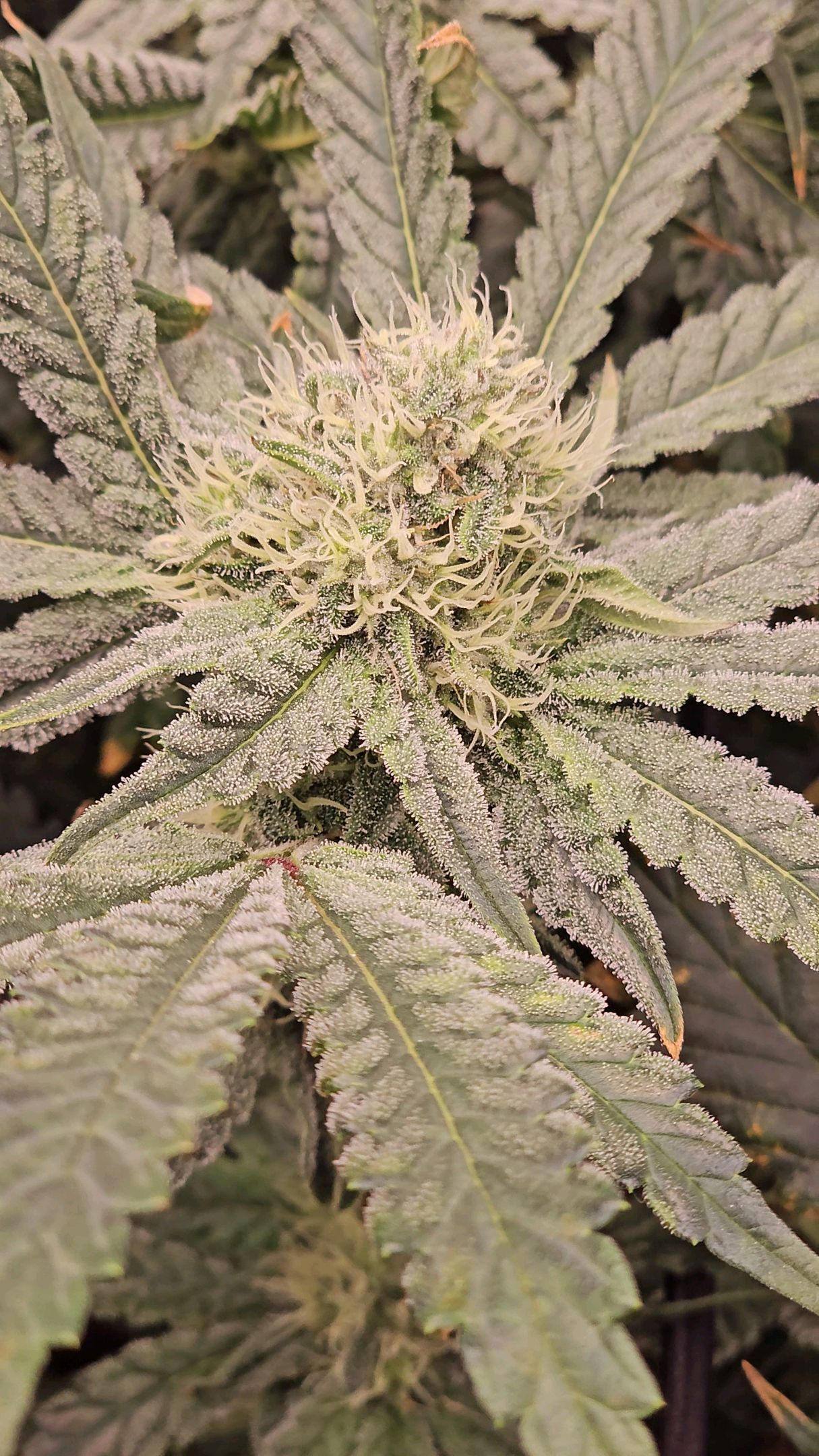 Ricky Bobby #2 (LIT) growlog photo 238