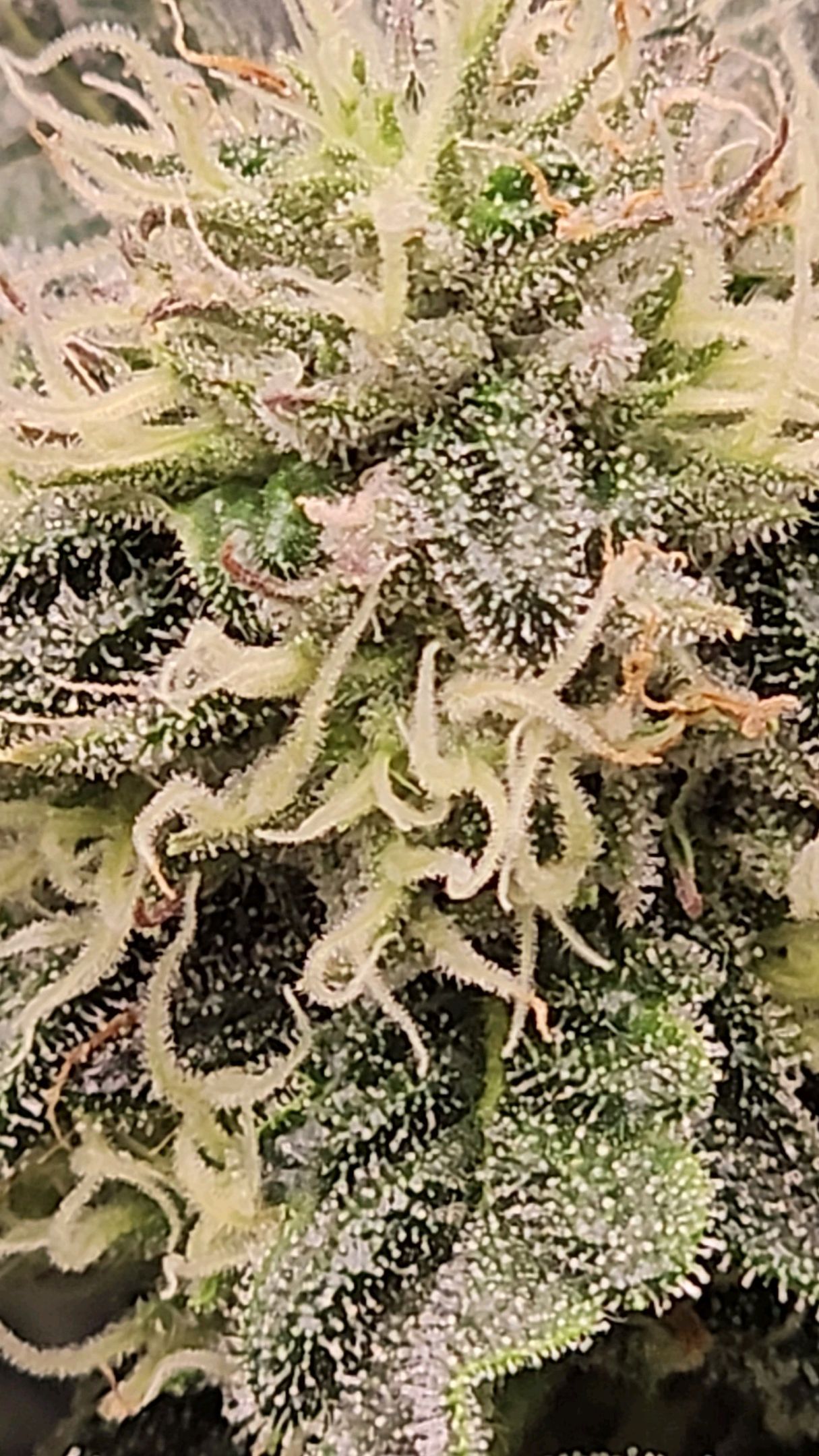 Ricky Bobby #2 (LIT) growlog photo 245