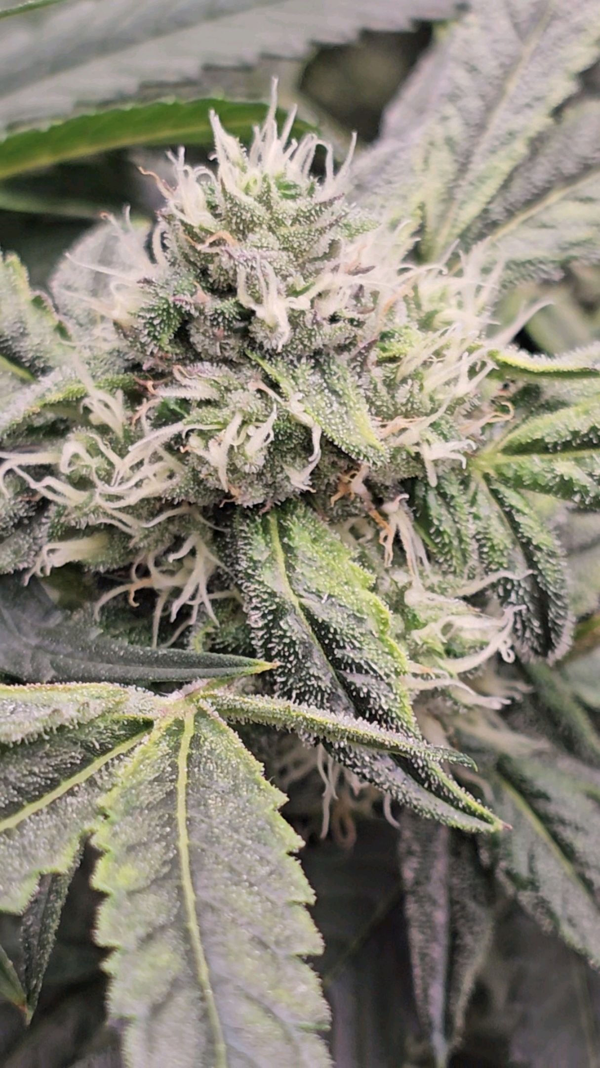 Ricky Bobby #2 (LIT) growlog photo 254