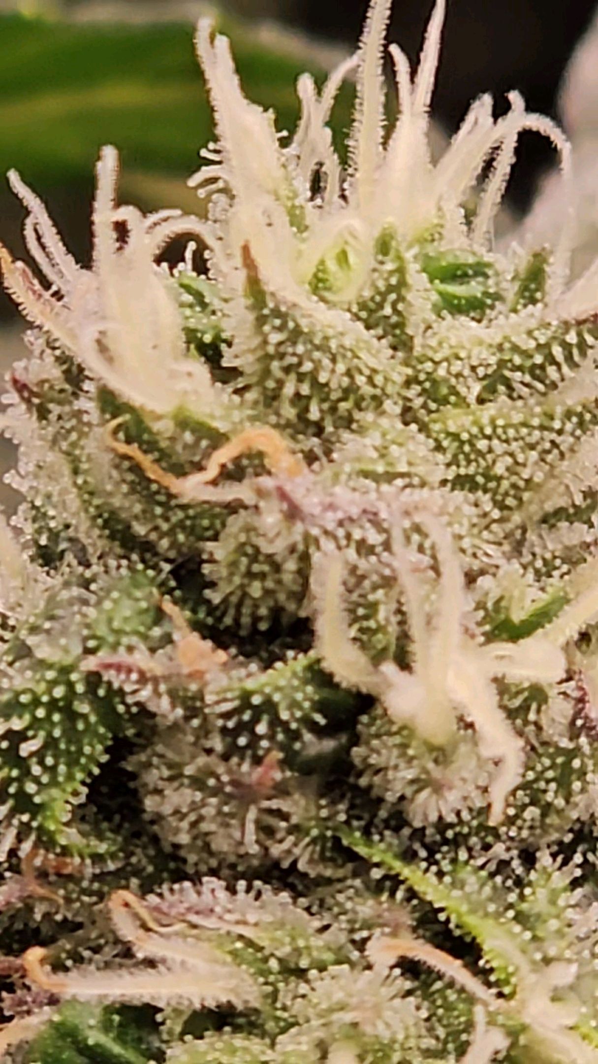 Ricky Bobby #2 (LIT) growlog photo 249