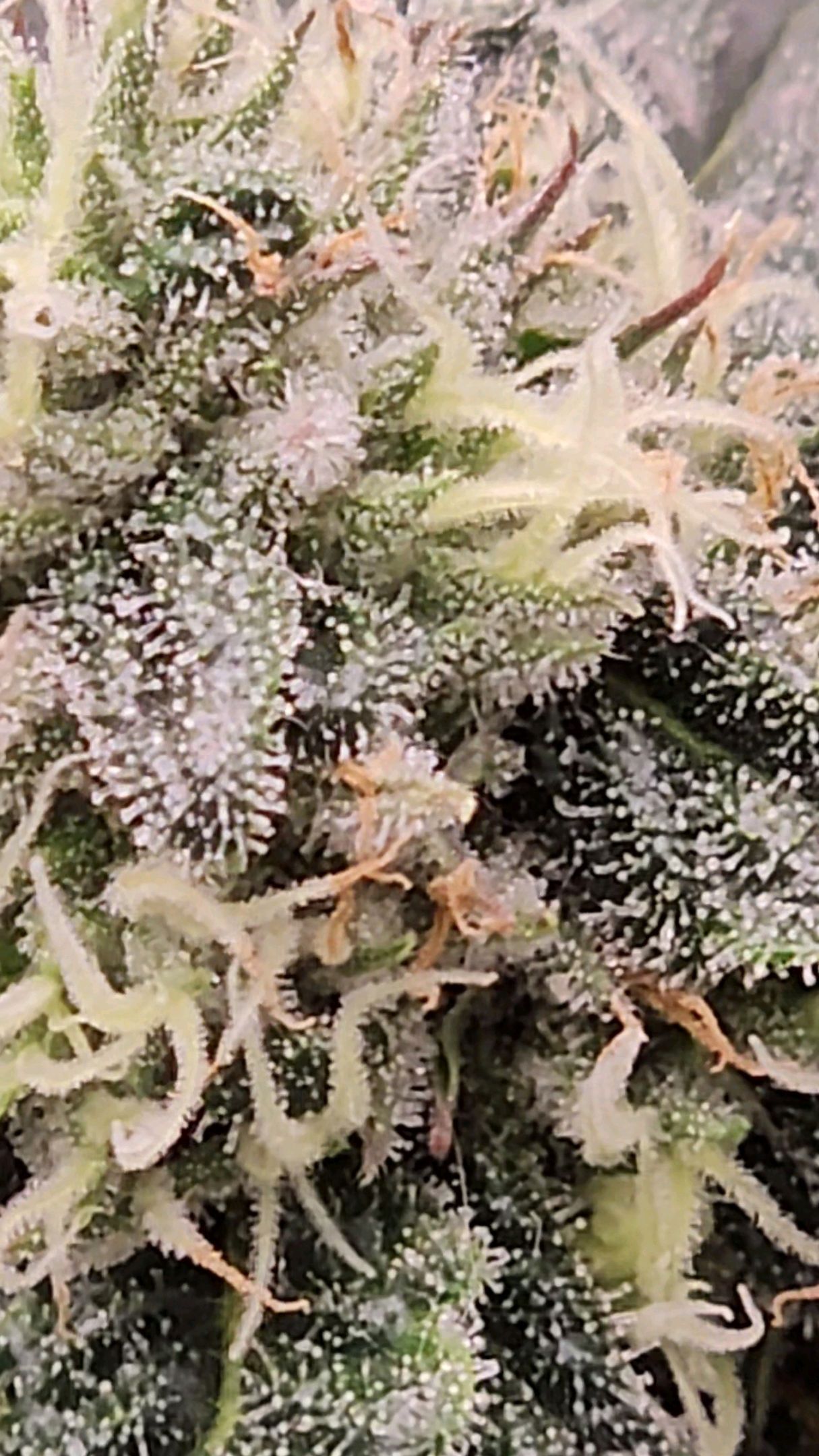 Ricky Bobby #2 (LIT) growlog photo 255