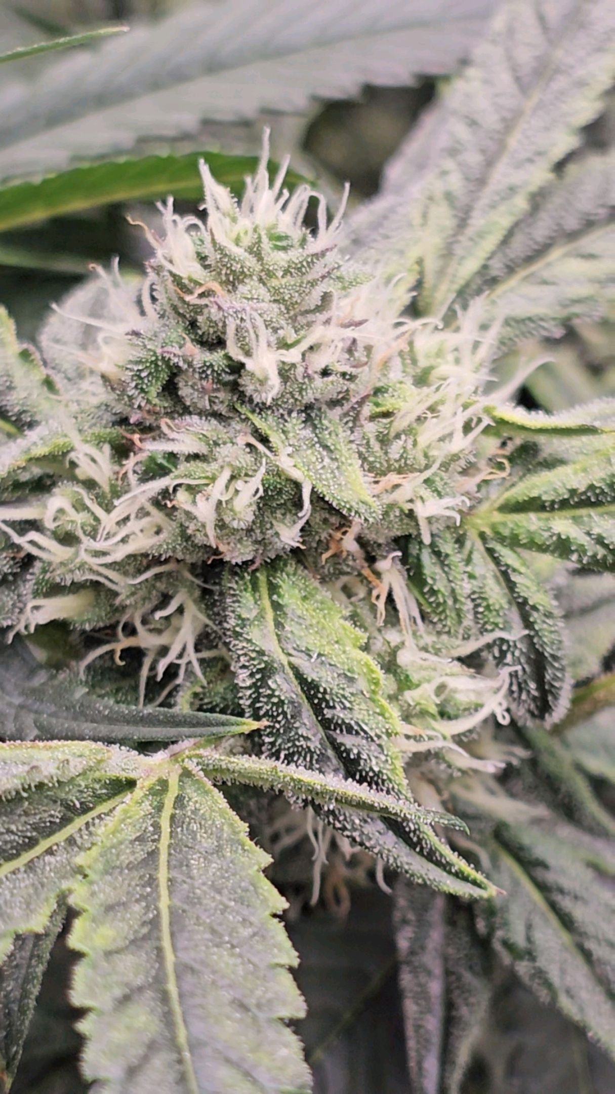 Ricky Bobby #2 (LIT) growlog photo 258