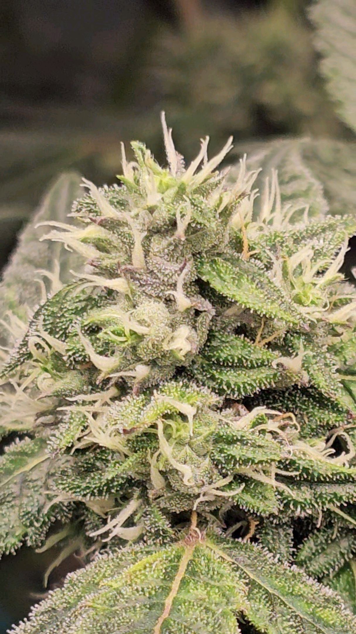 Ricky Bobby #2 (LIT) growlog photo 259