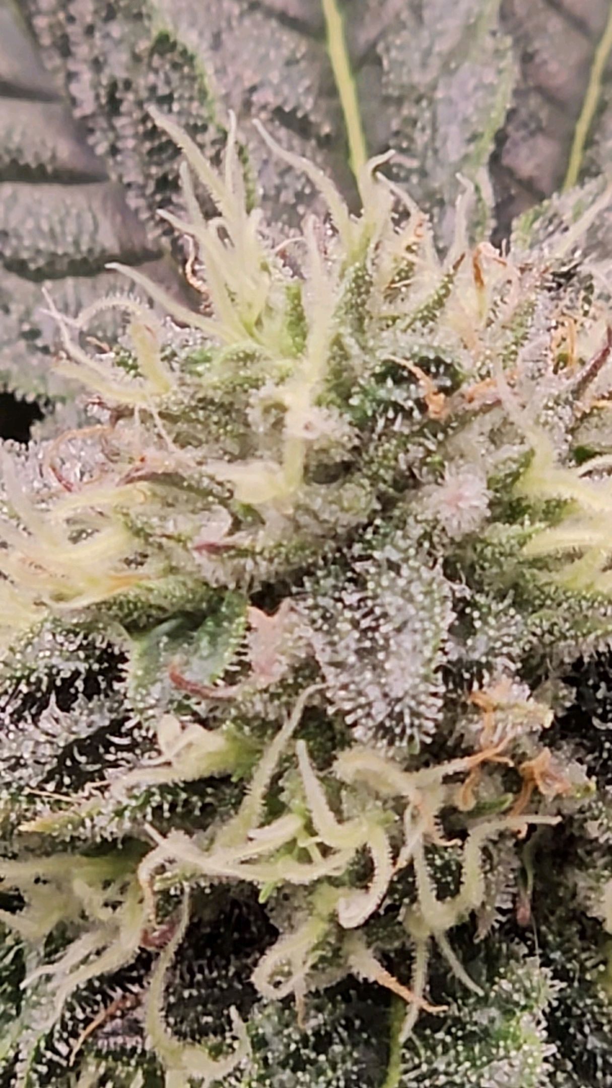 Ricky Bobby #2 (LIT) growlog photo 260