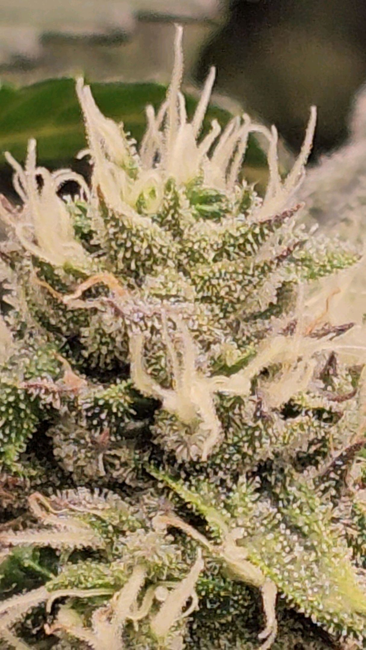 Ricky Bobby #2 (LIT) growlog photo 263