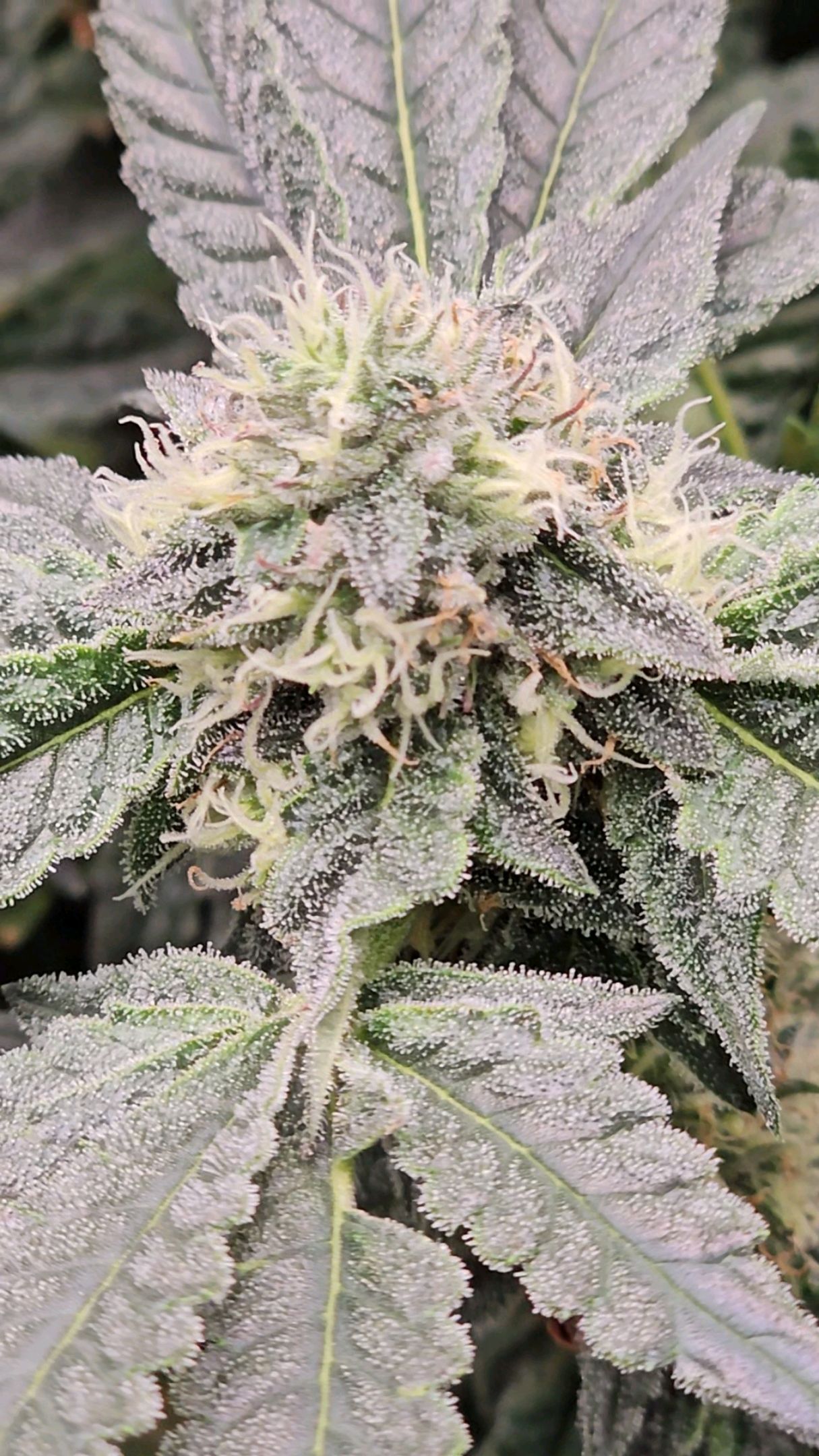 Ricky Bobby #2 (LIT) growlog photo 265