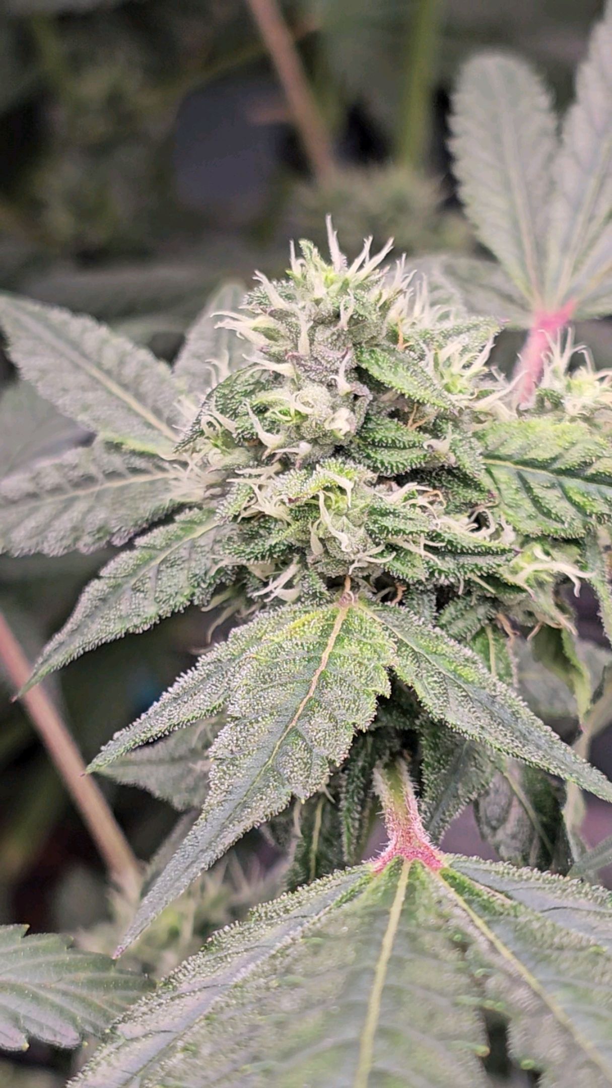 Ricky Bobby #2 (LIT) growlog photo 266