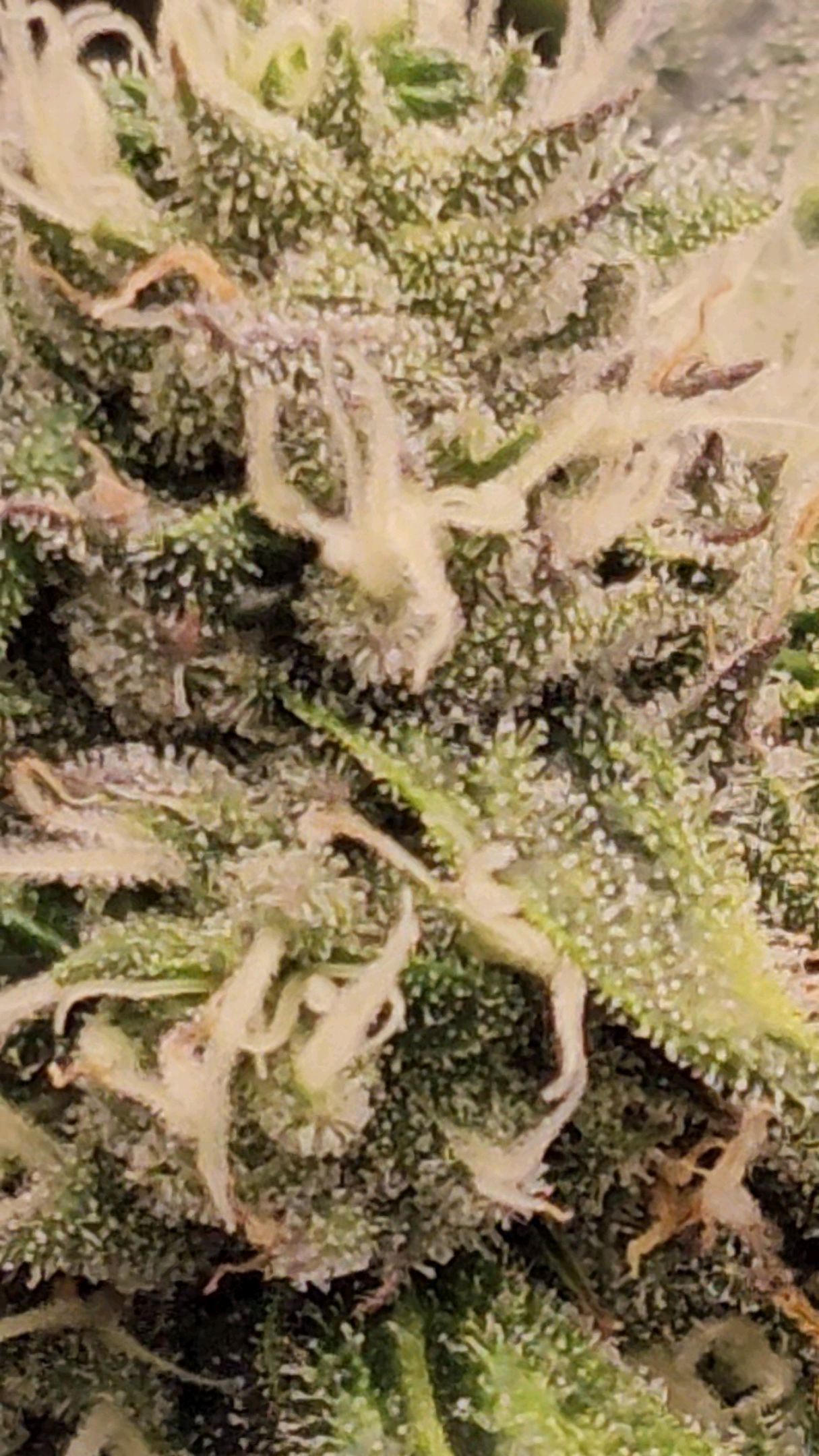 Ricky Bobby #2 (LIT) growlog photo 267