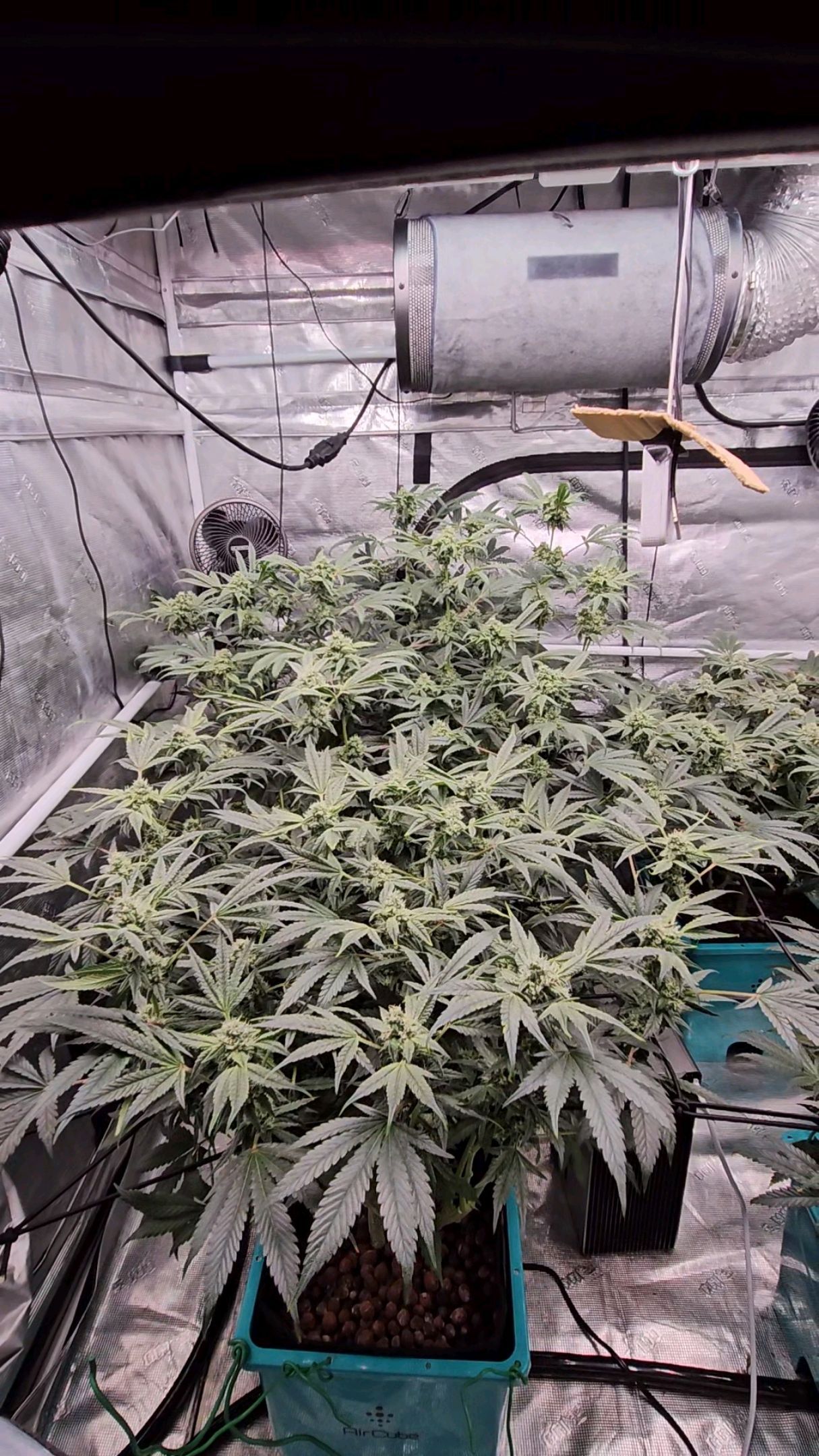 Ricky Bobby #2 (LIT) growlog photo 250