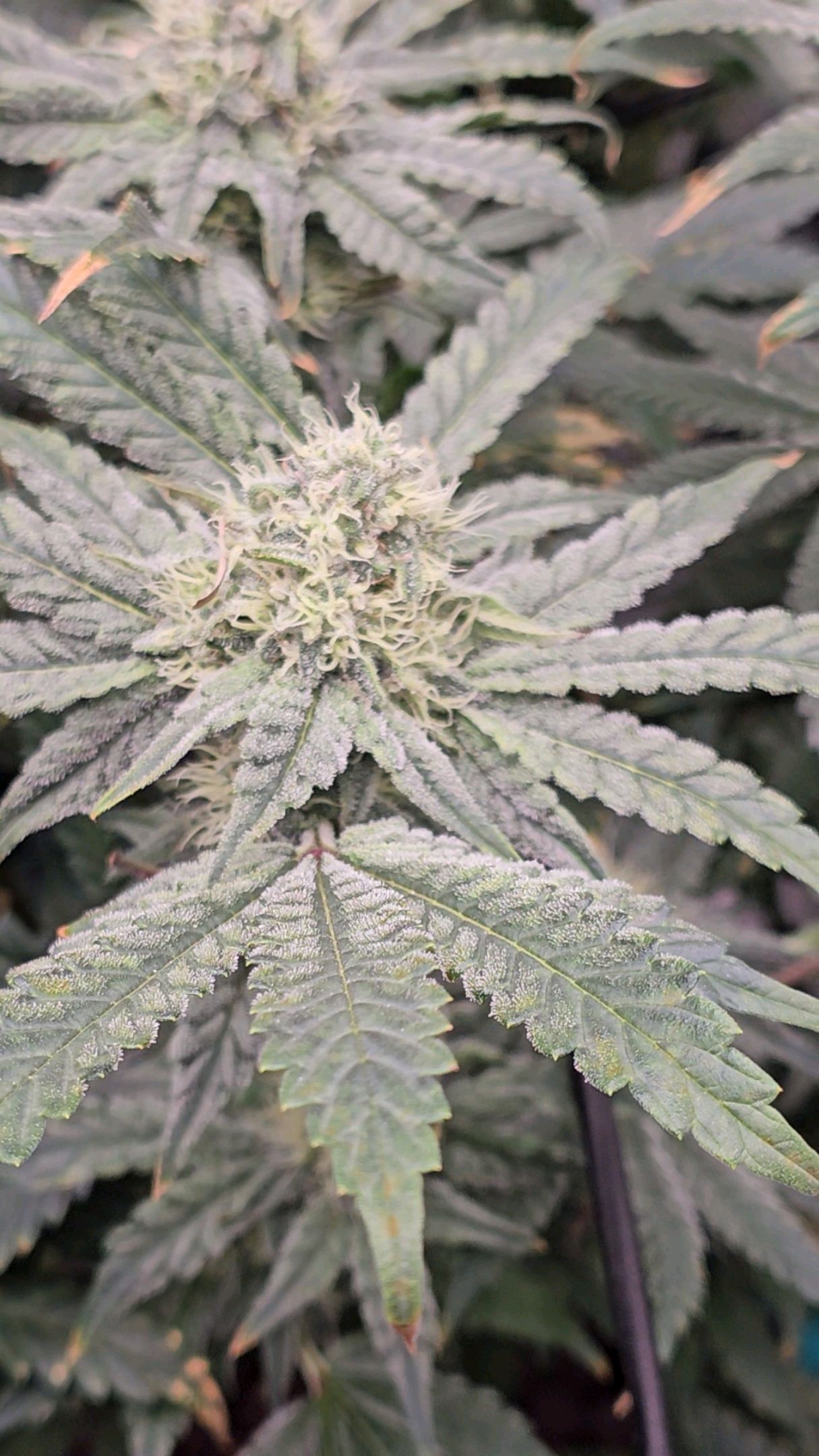 Ricky Bobby #2 (LIT) growlog photo 251