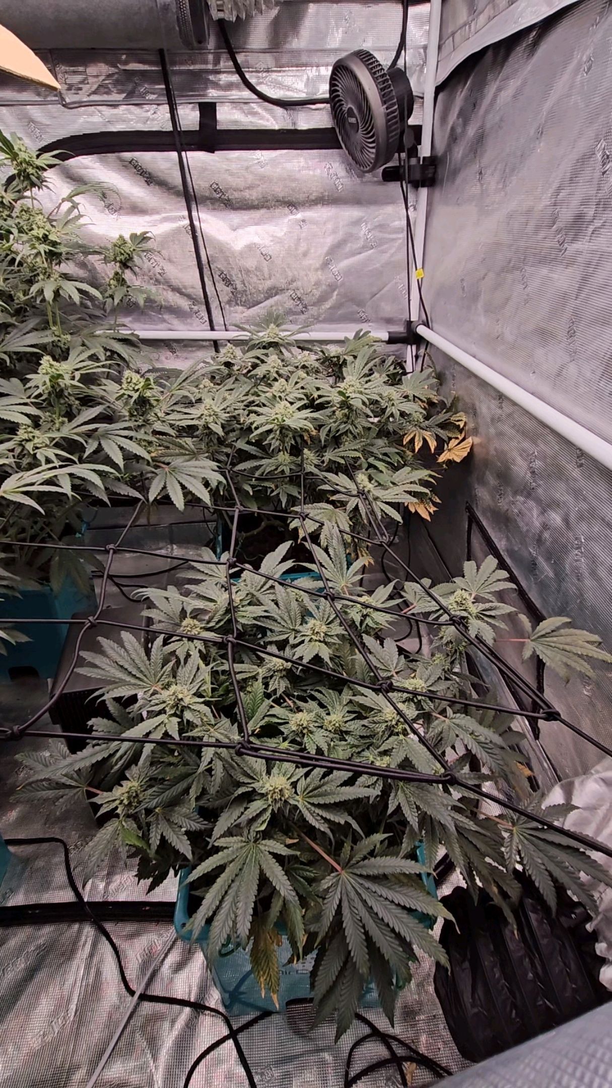 Ricky Bobby #2 (LIT) growlog photo 252