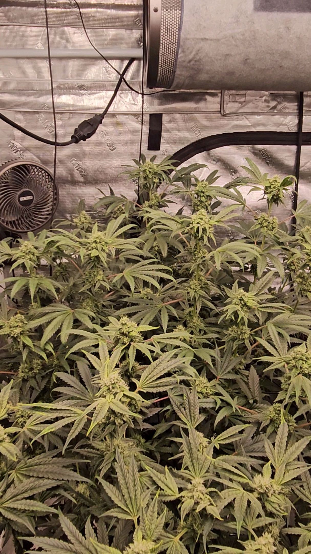 Ricky Bobby #2 (LIT) growlog photo 253