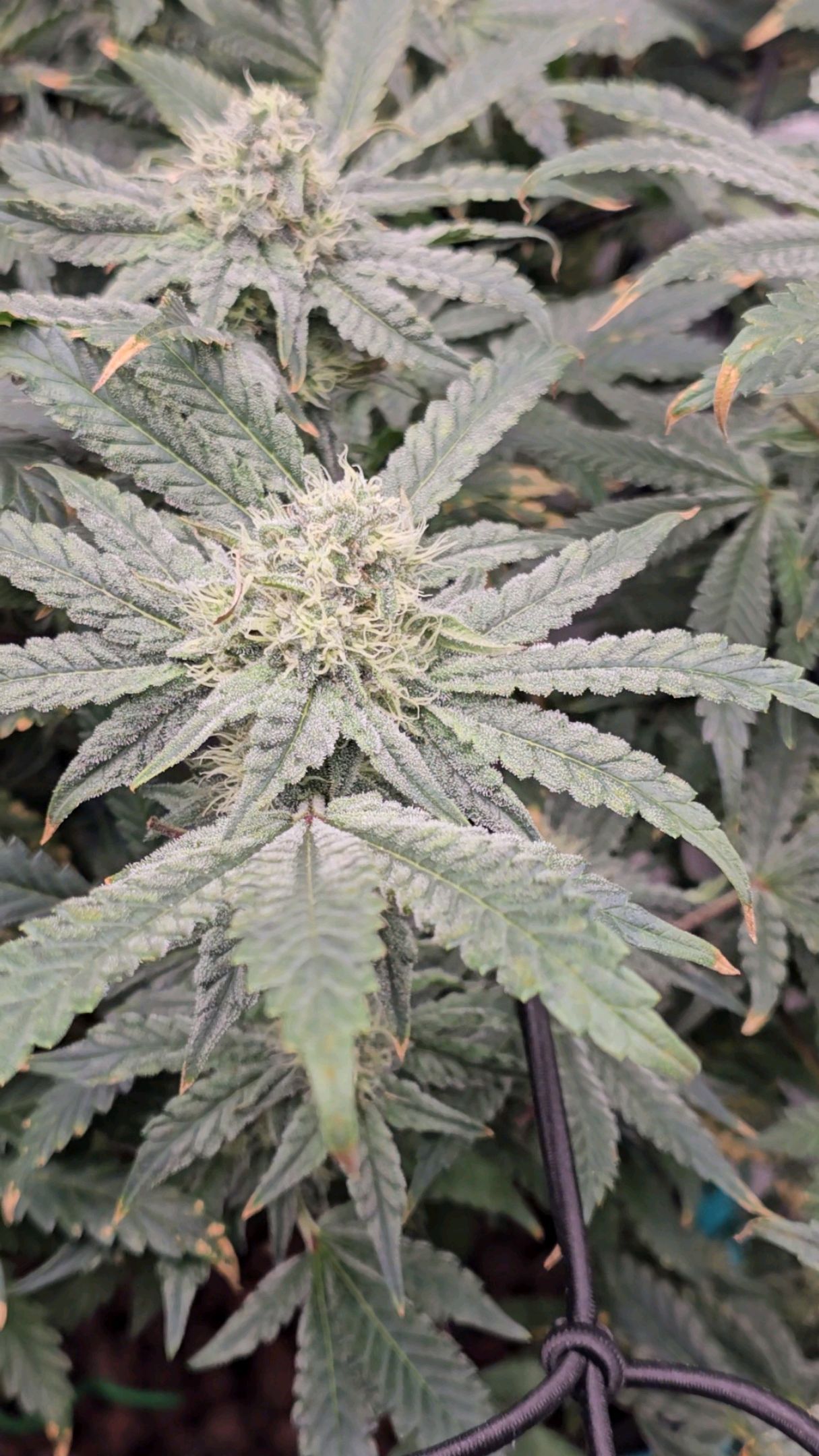 Ricky Bobby #2 (LIT) growlog photo 256