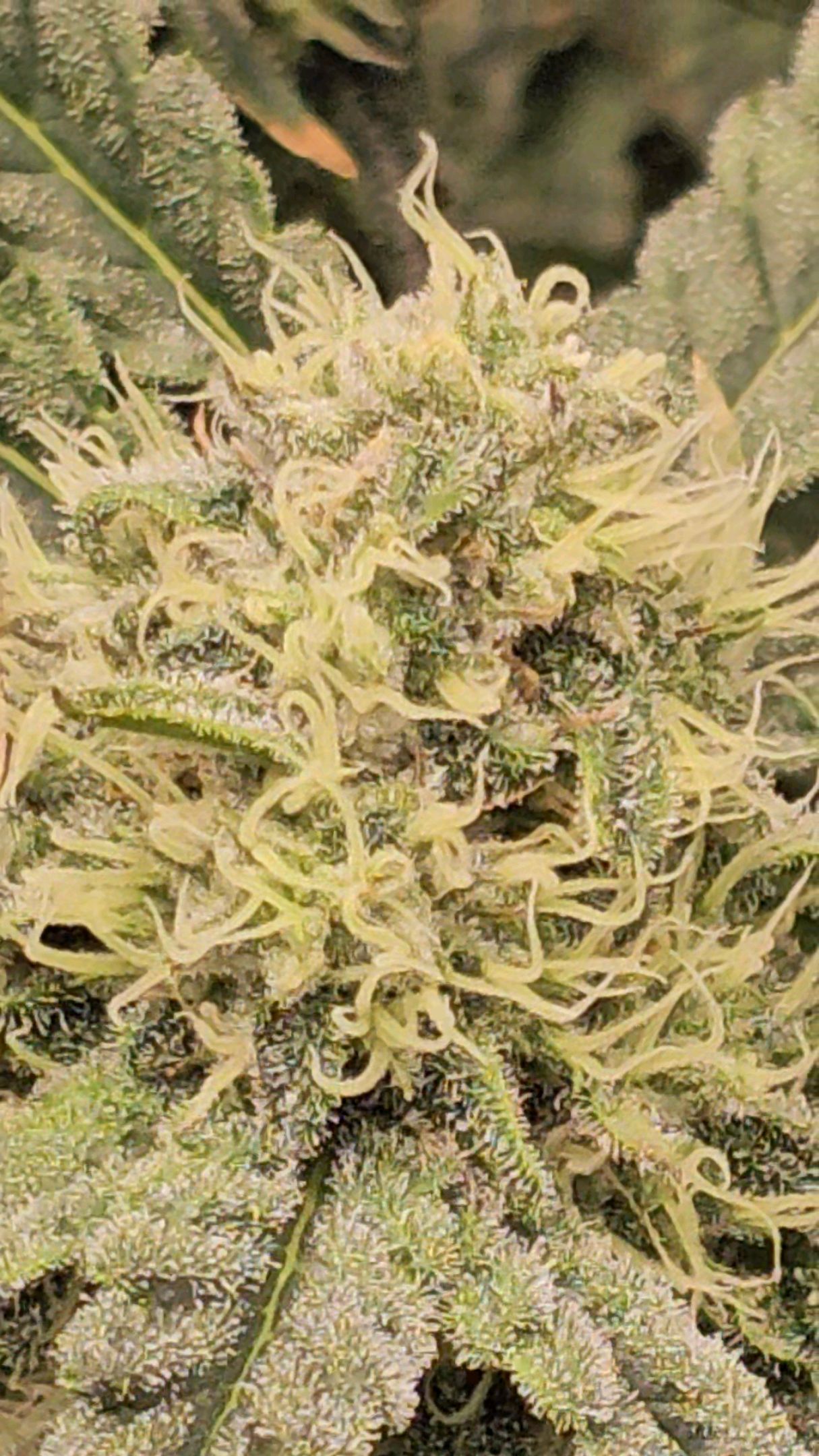 Ricky Bobby #2 (LIT) growlog photo 257