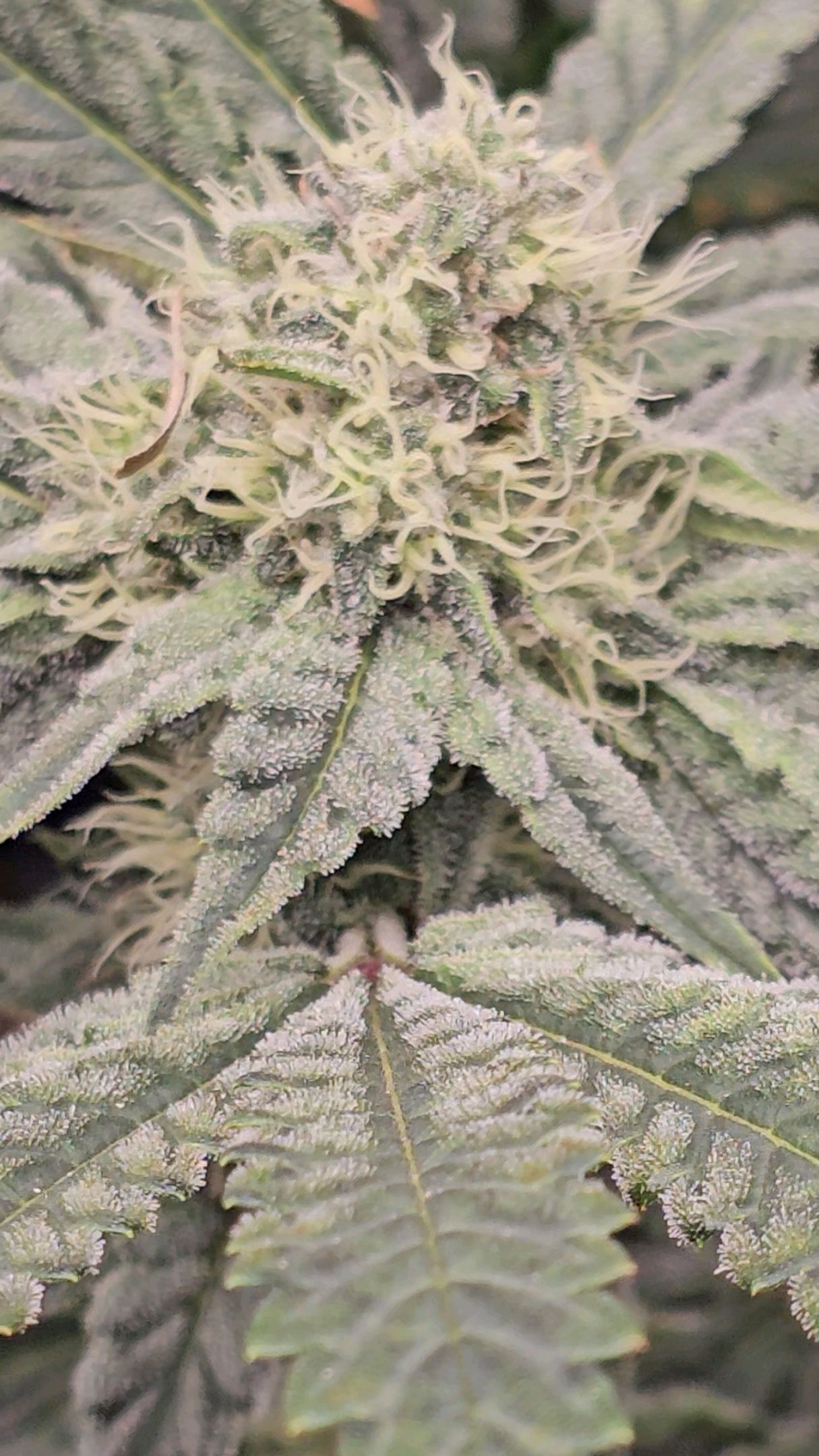 Ricky Bobby #2 (LIT) growlog photo 261