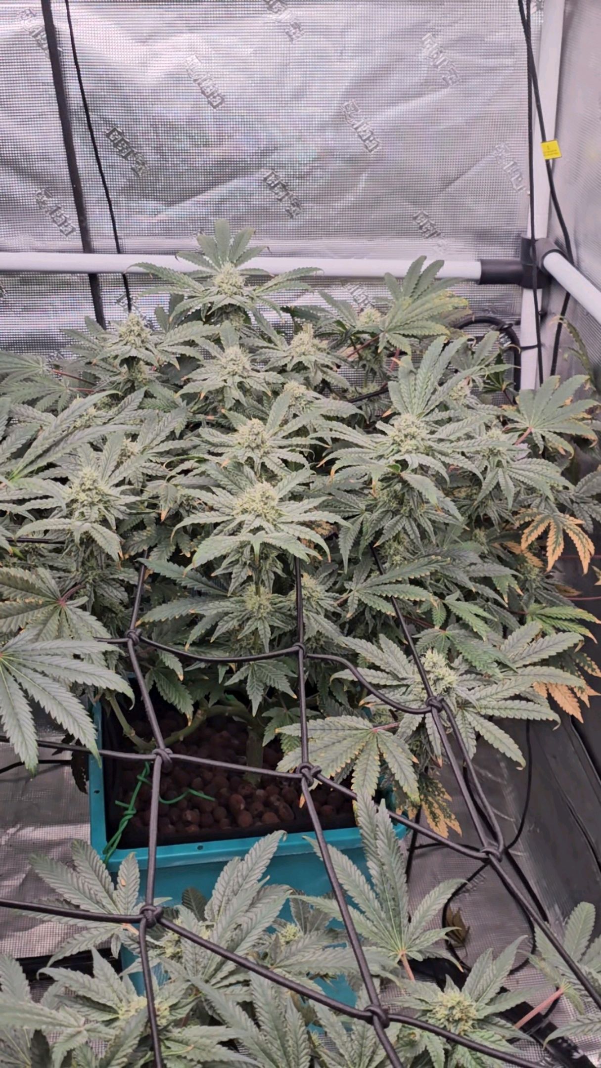 Ricky Bobby #2 (LIT) growlog photo 262