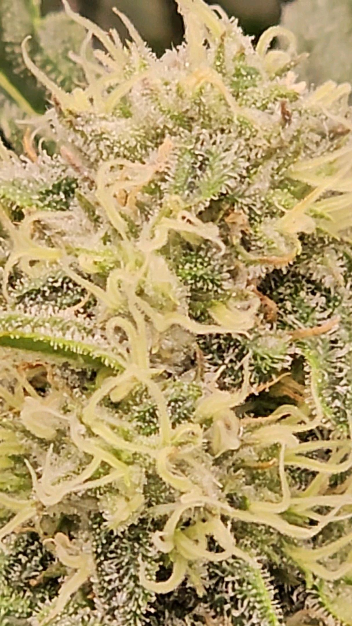 Ricky Bobby #2 (LIT) growlog photo 268