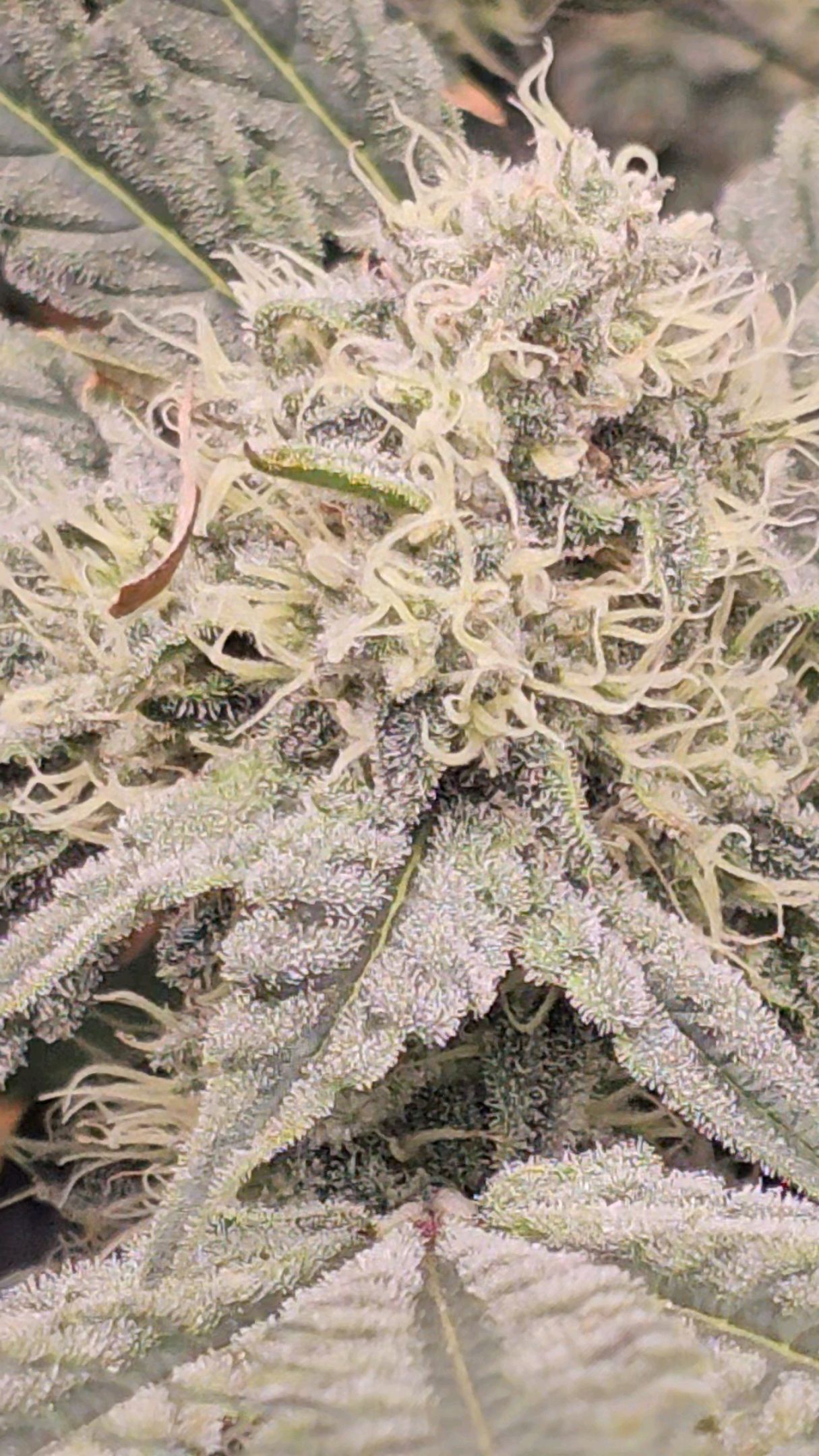 Ricky Bobby #2 (LIT) growlog photo 269