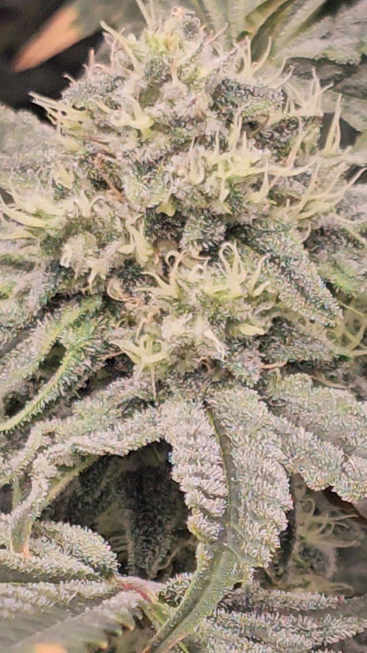 Ricky Bobby #2 (LIT) growlog photo 270