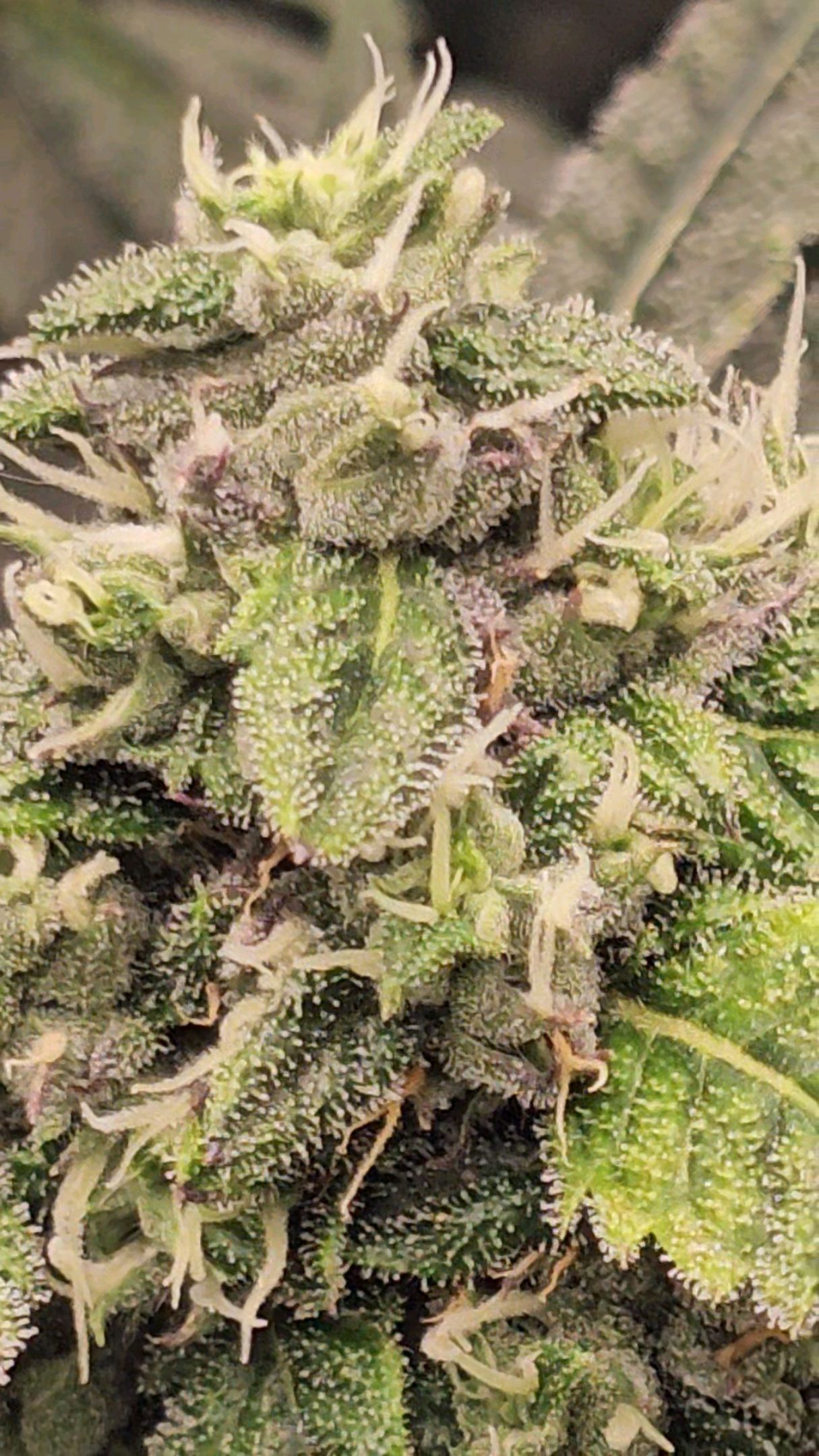 Ricky Bobby #2 (LIT) growlog photo 272