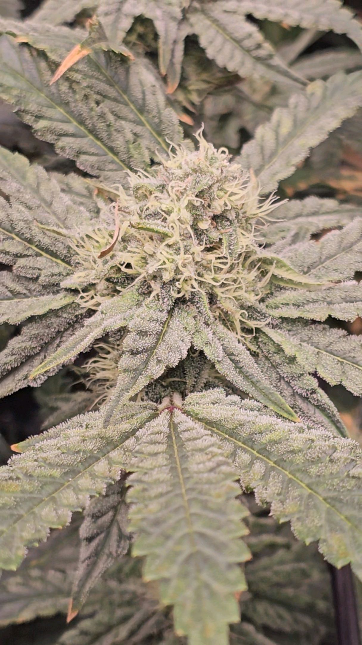 Ricky Bobby #2 (LIT) growlog photo 271
