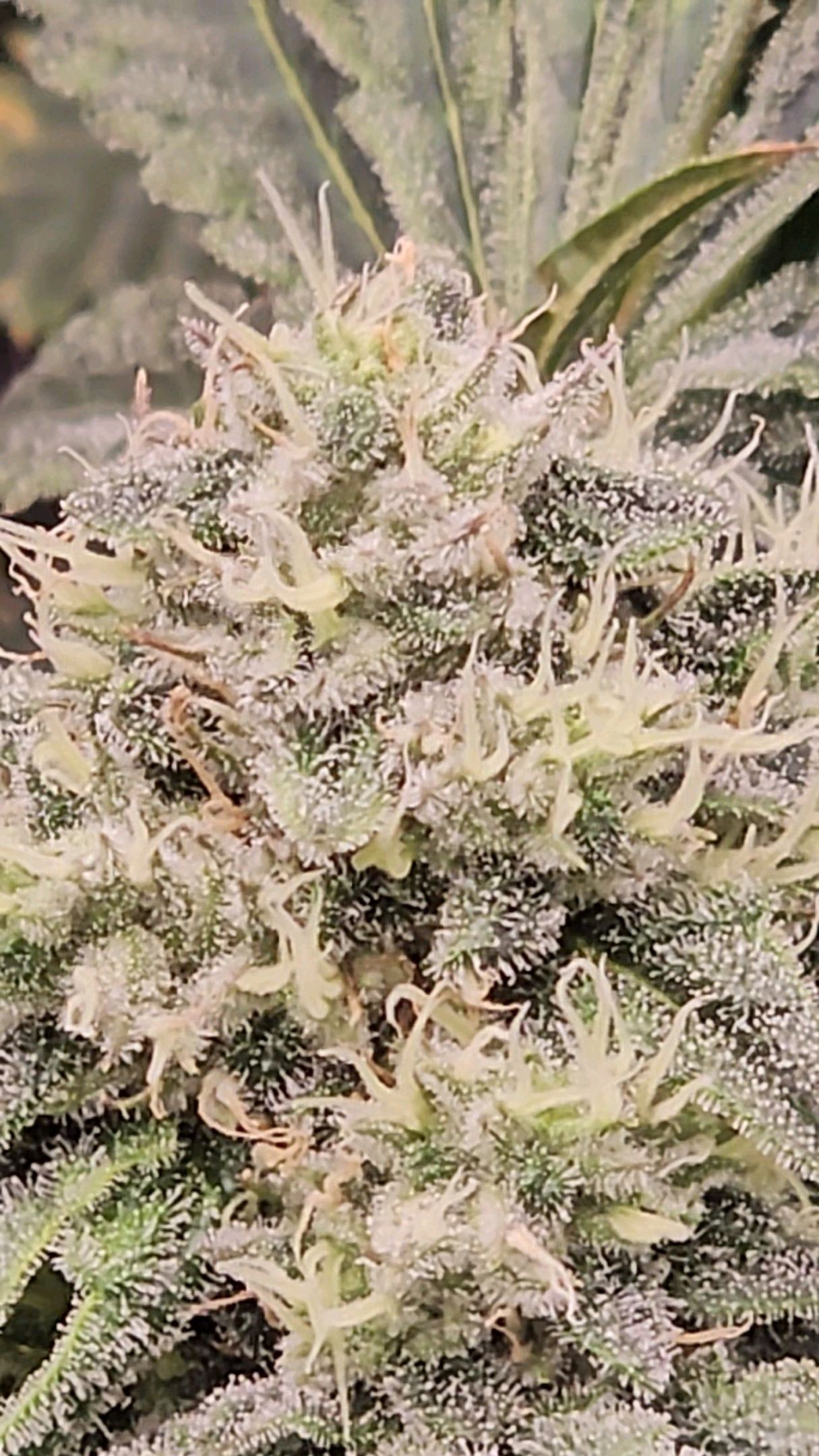 Ricky Bobby #2 (LIT) growlog photo 273