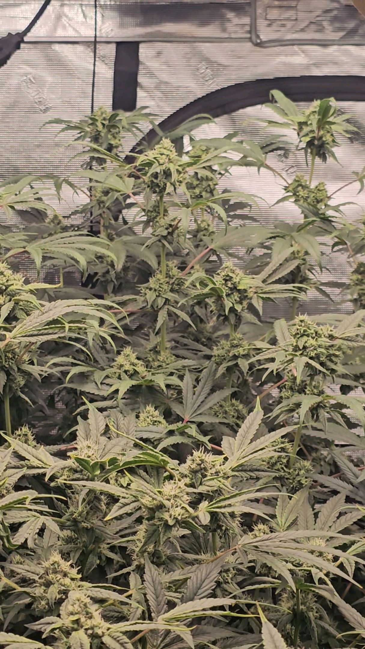 Ricky Bobby #2 (LIT) growlog photo 274