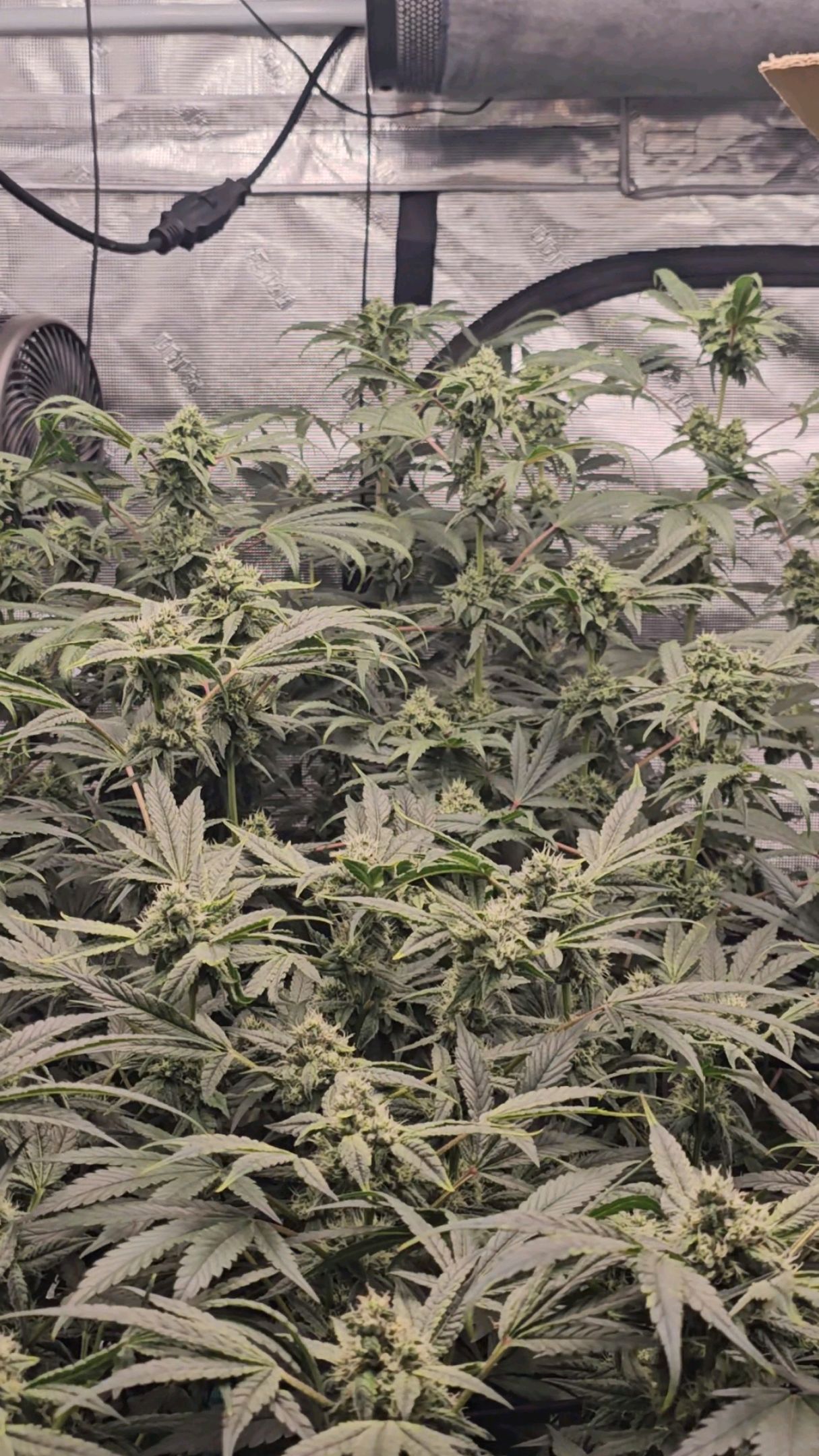 Ricky Bobby #2 (LIT) growlog photo 275