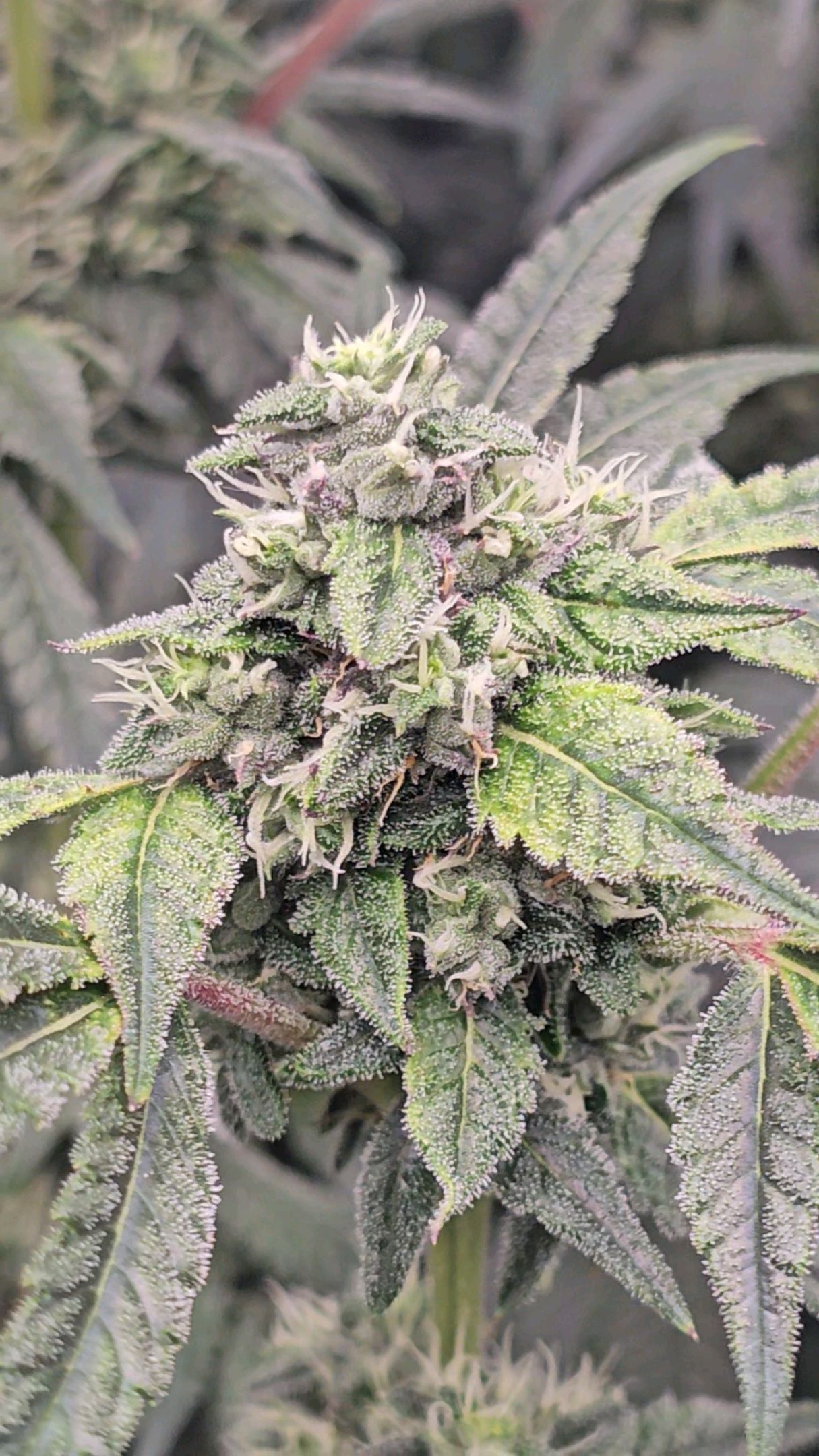 Ricky Bobby #2 (LIT) growlog photo 277