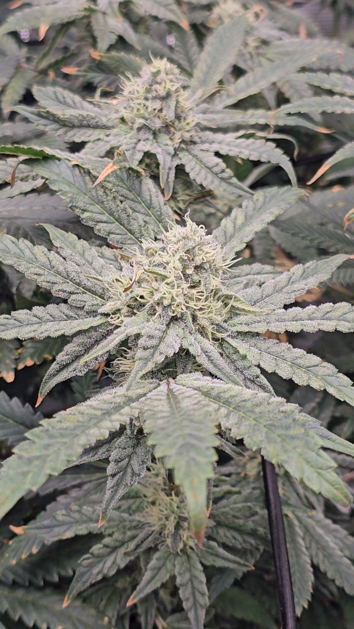 Ricky Bobby #2 (LIT) growlog photo 278