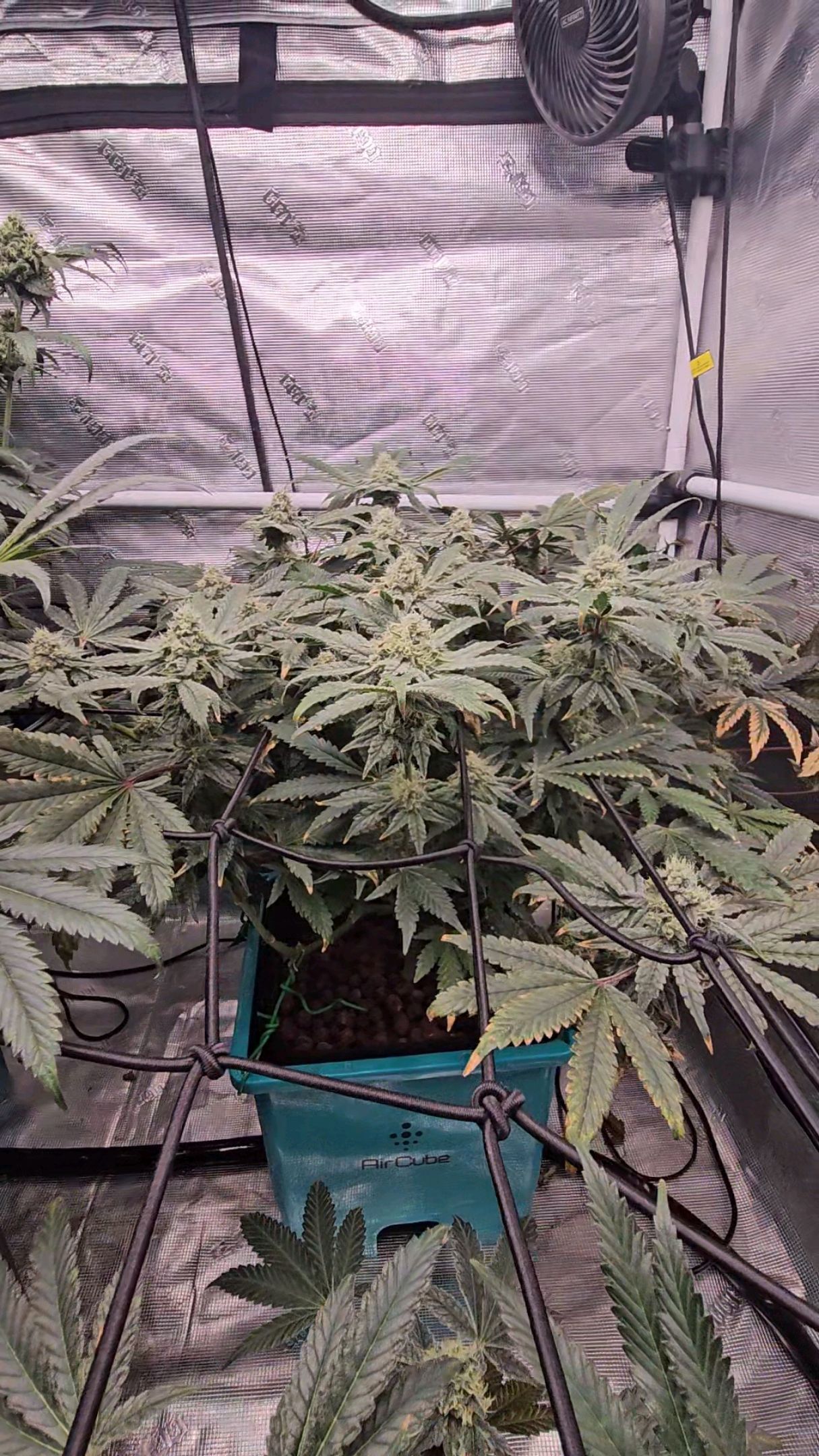 Ricky Bobby #2 (LIT) growlog photo 279