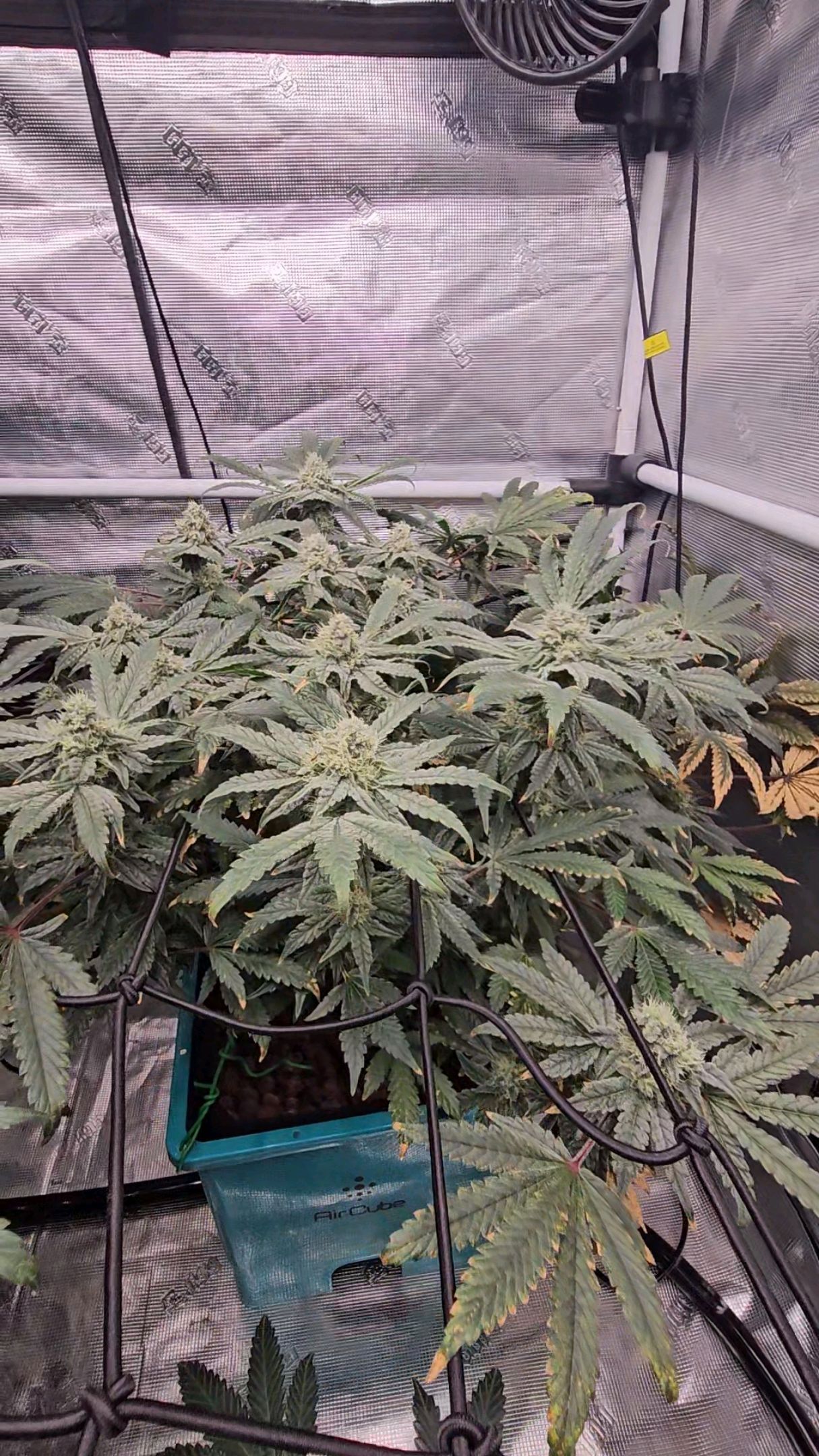 Ricky Bobby #2 (LIT) growlog photo 280
