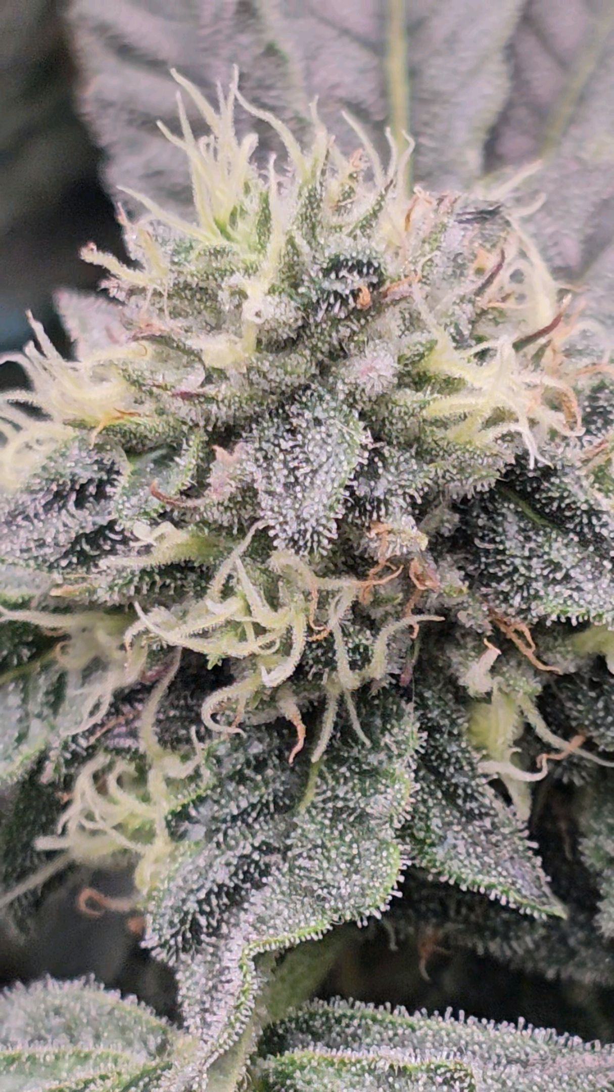 Ricky Bobby #2 (LIT) growlog photo 281