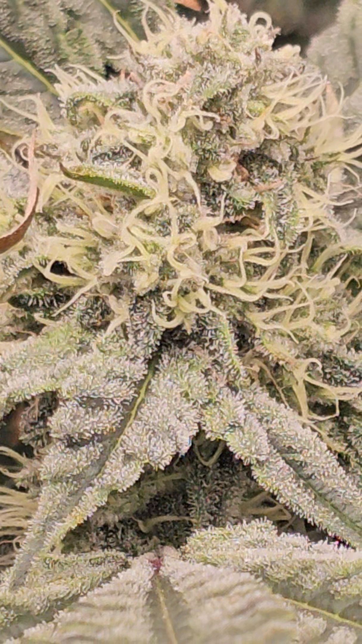 Ricky Bobby #2 (LIT) growlog photo 282