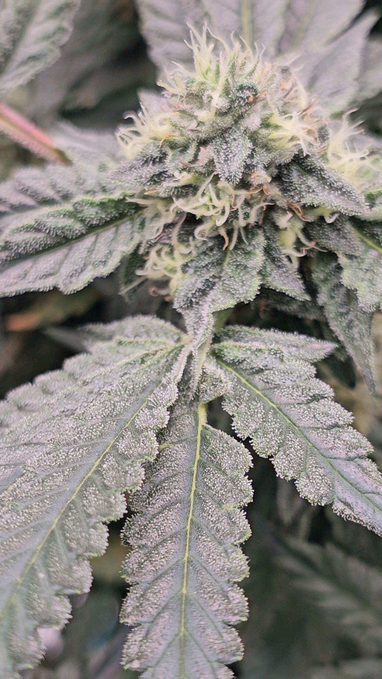 Ricky Bobby #2 (LIT) growlog photo 283