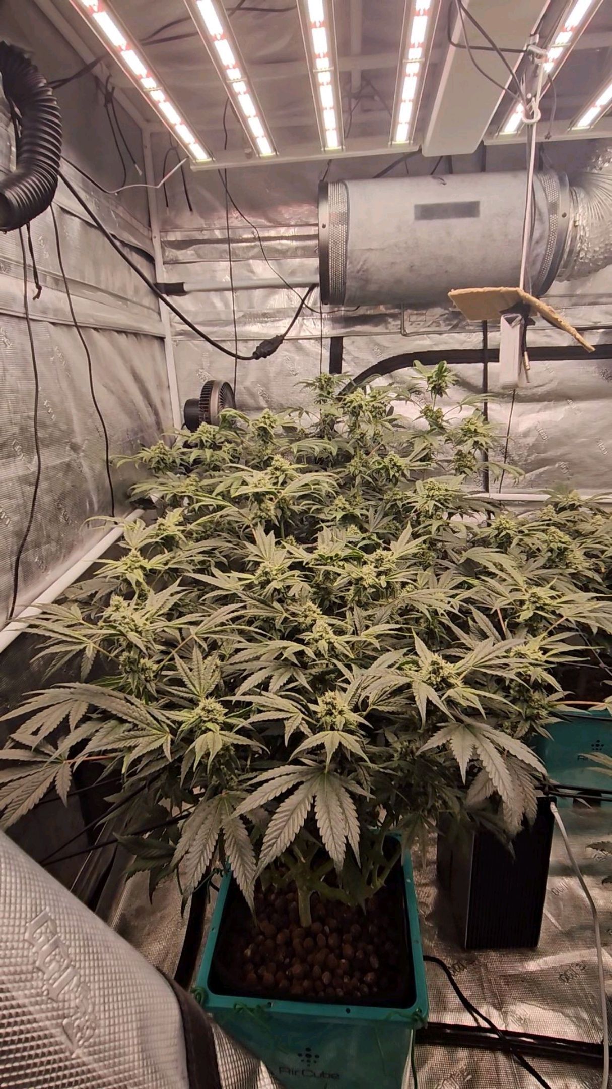 Rainbow candy #1 (LIT) growlog photo 291