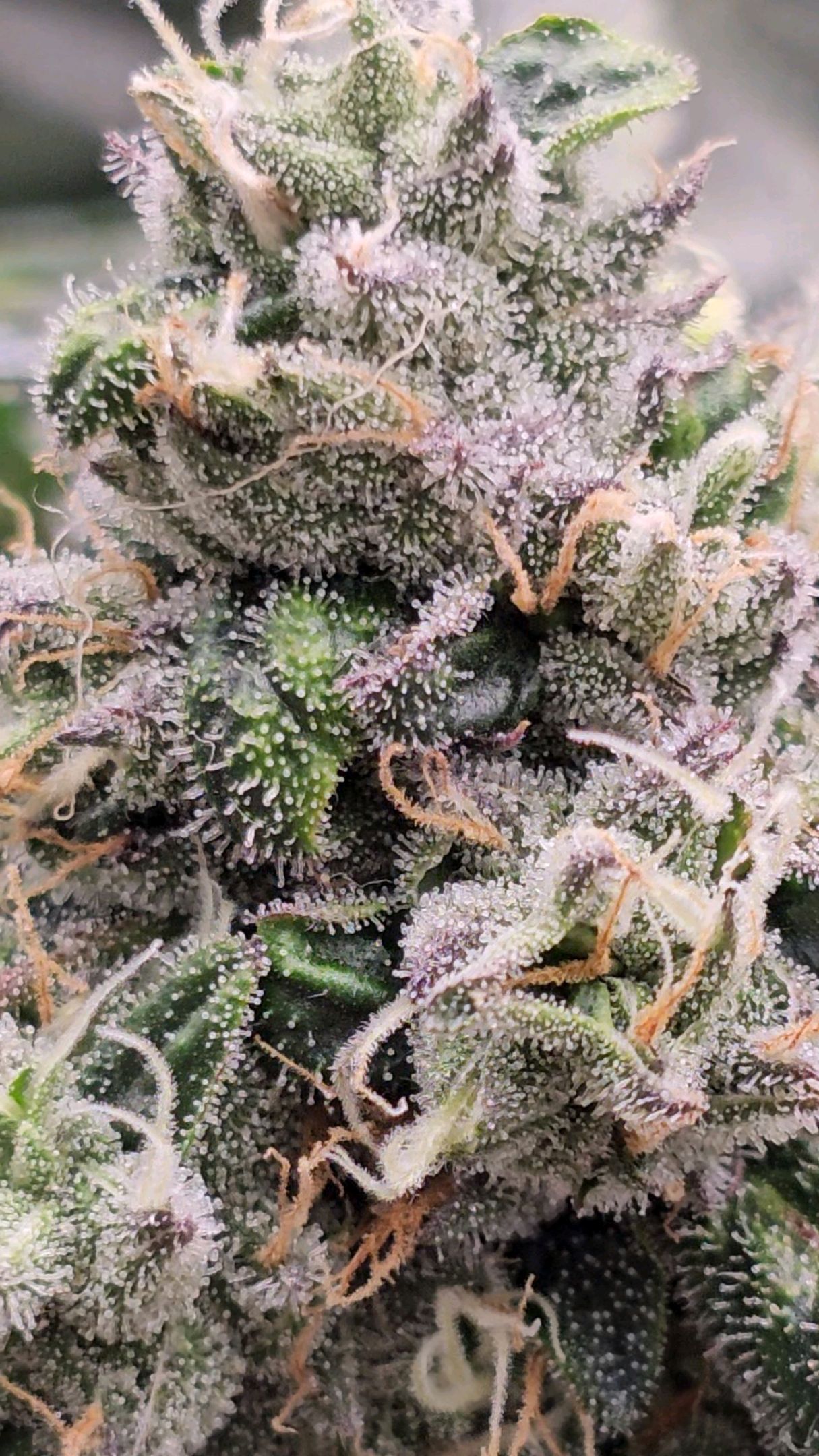 Ricky Bobby #2 (LIT) growlog photo 296