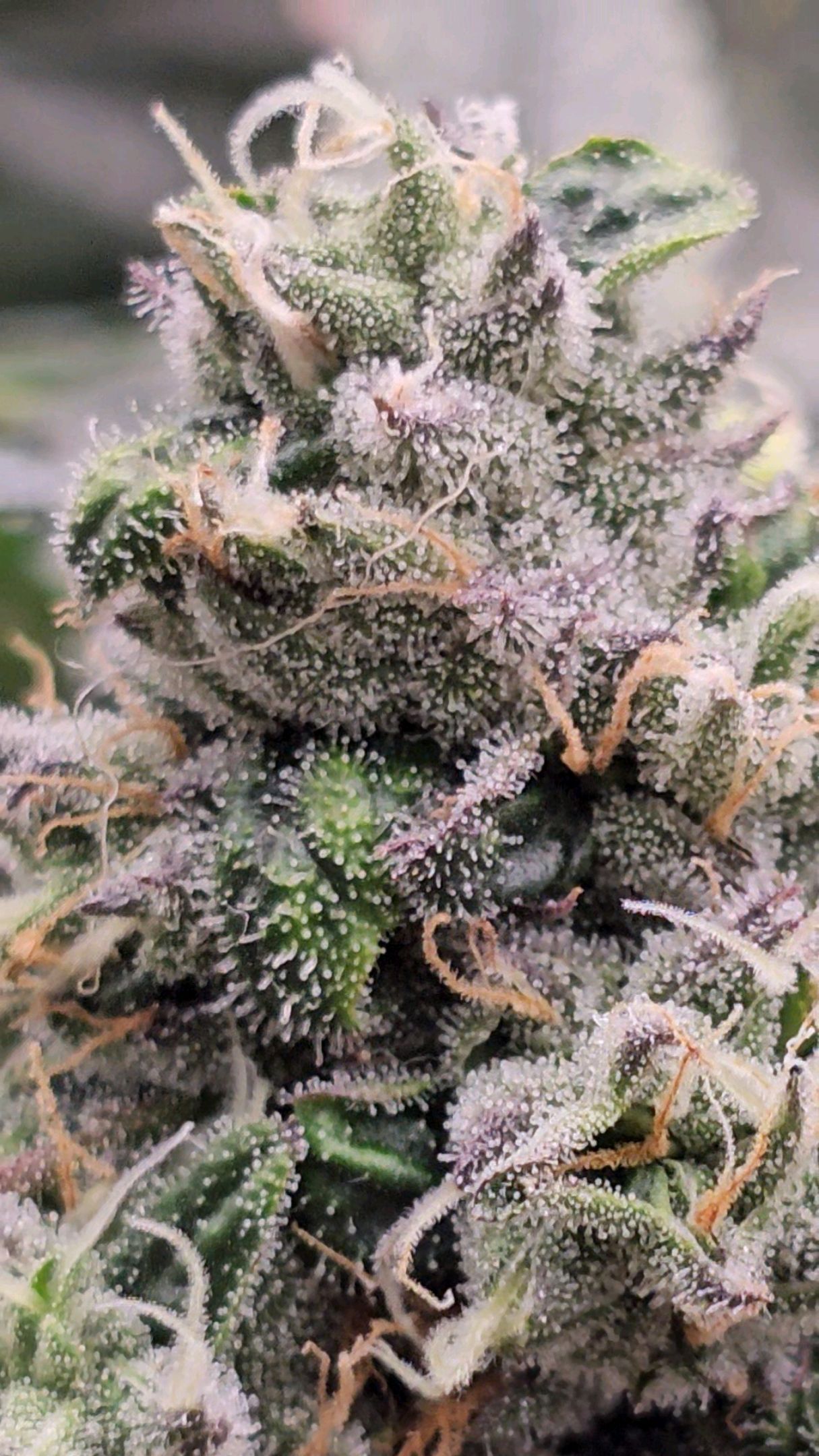 Ricky Bobby #2 (LIT) growlog photo 298